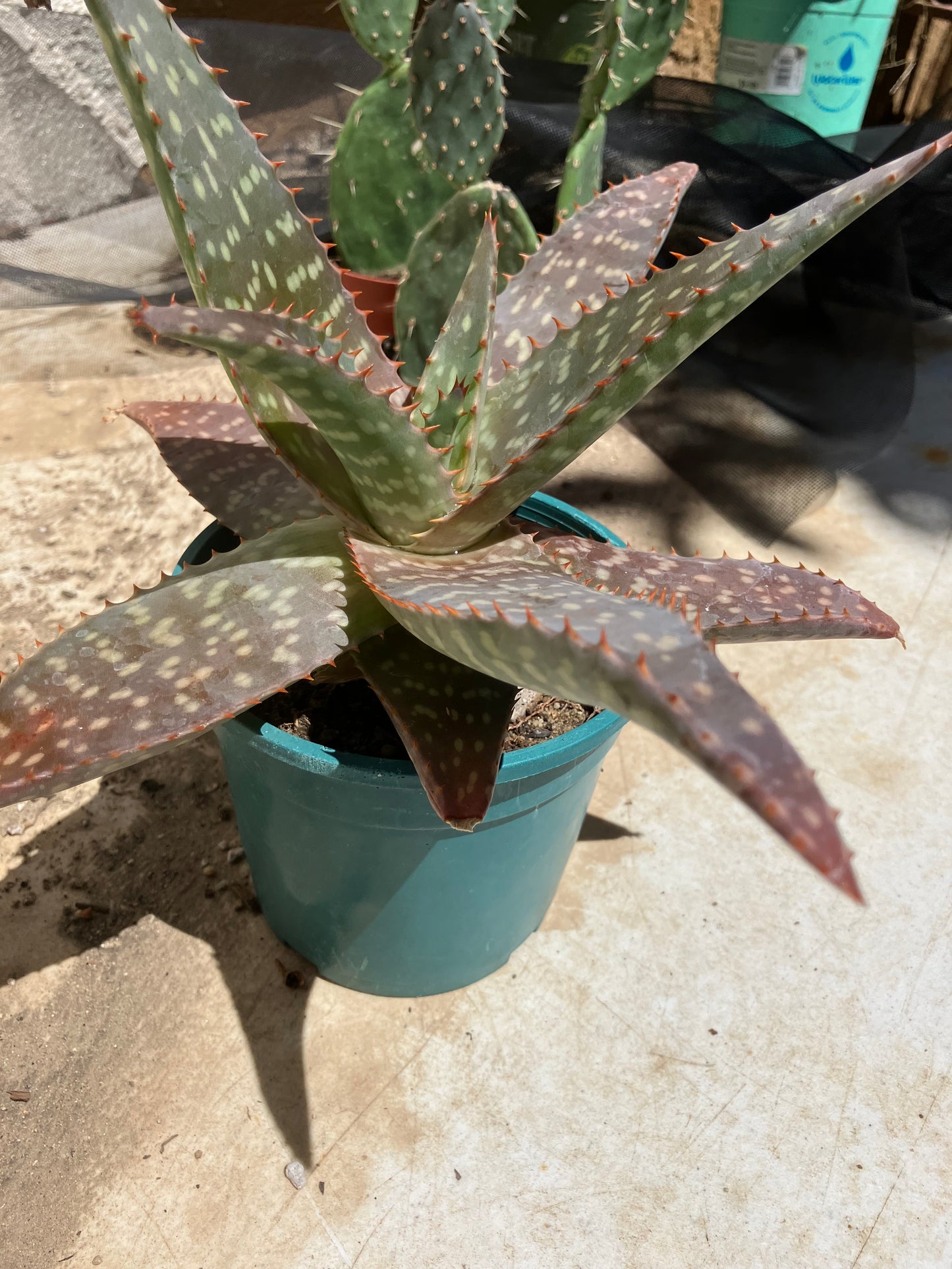 Aloe ~maculata "Soap Aloe" 13" Wide #013Y