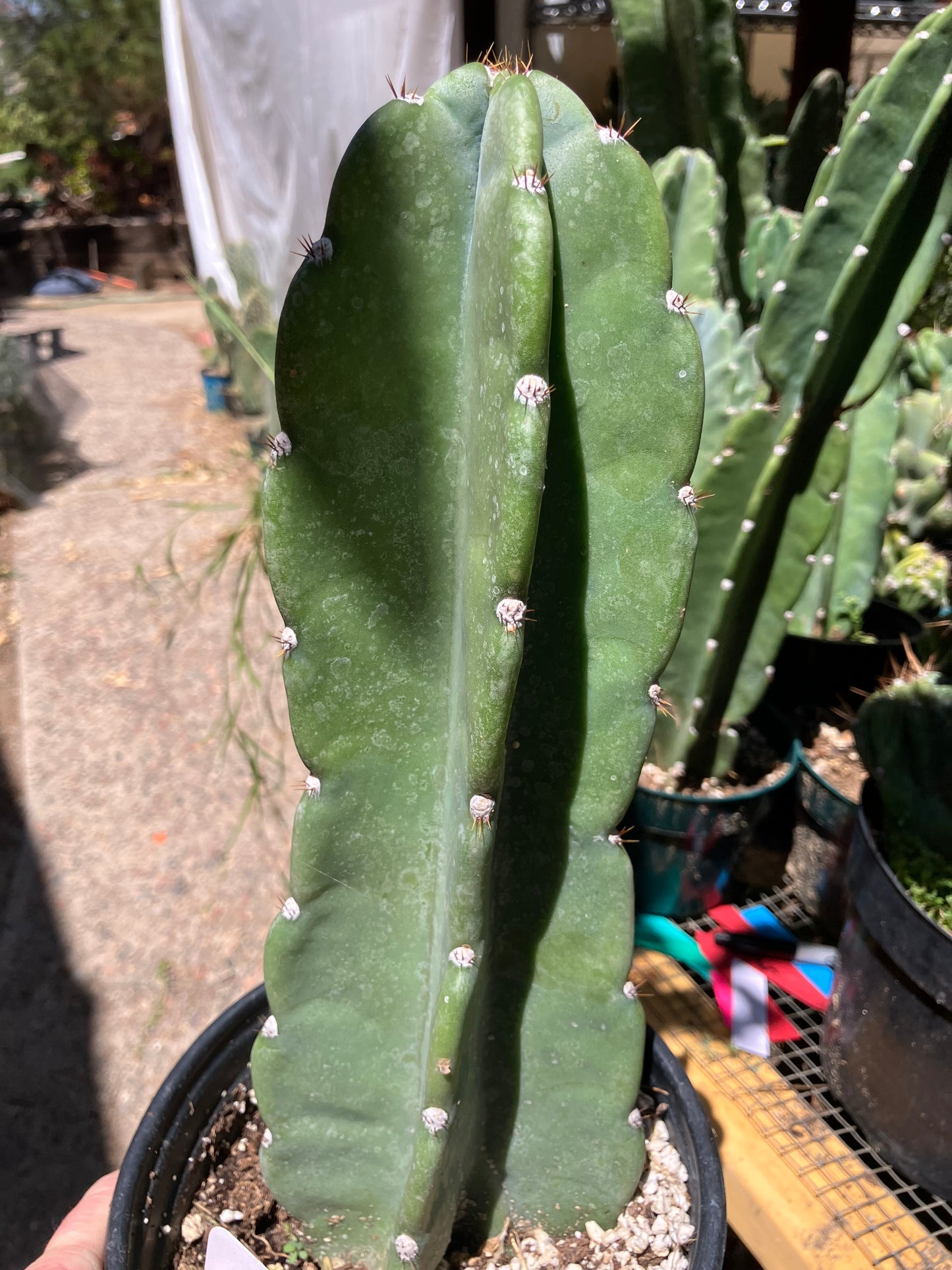 Cereus Peruvianus Night Blooming 12Tall  #121W