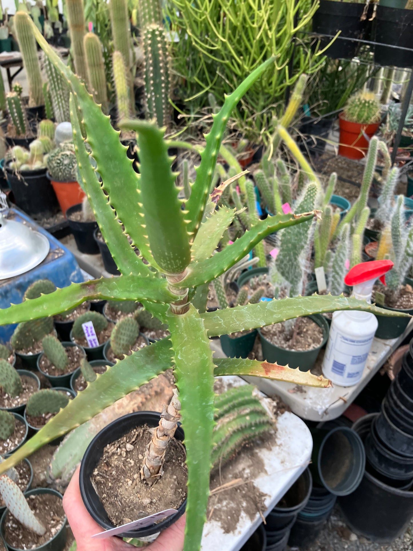 Aloe congolensis Congo Aloe Succulent 14”Tall #12W