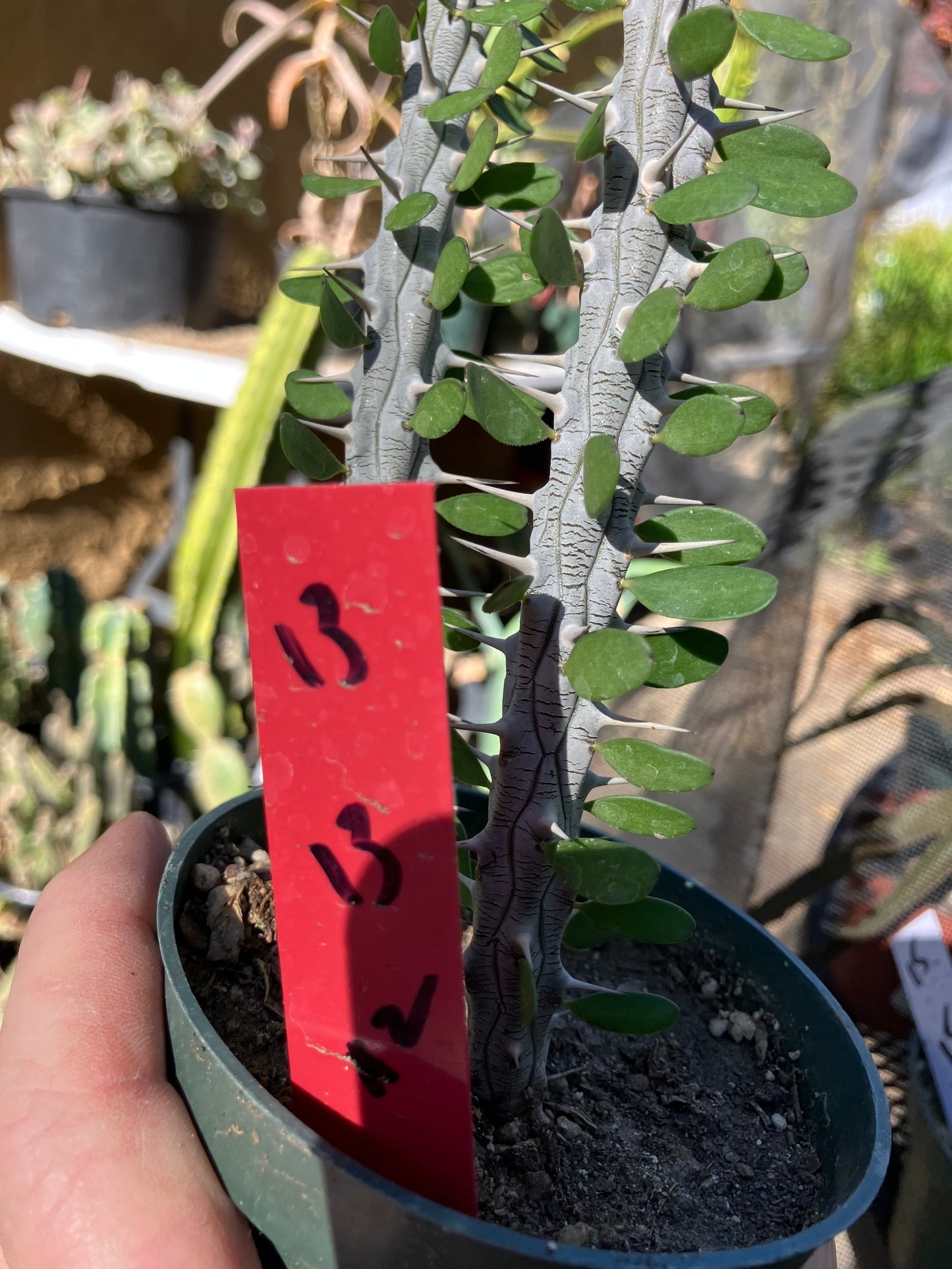 False Ocotillo Alluaudia Procera 13”Tall #13R