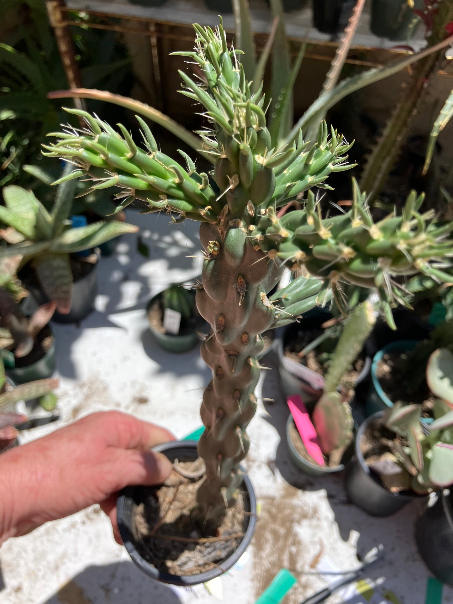 Cholla Cylindropuntia  Buckhorn  Cactus 13”Tall #13G*