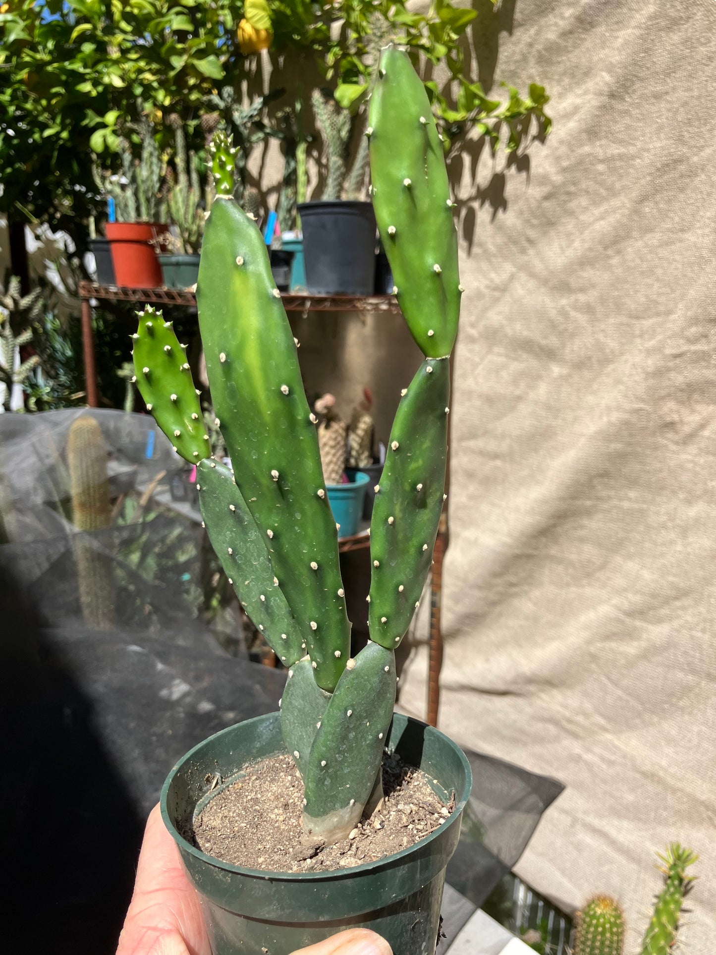 Opuntia Consolea elata Ground Crawler Cactus 9"Tall #999P