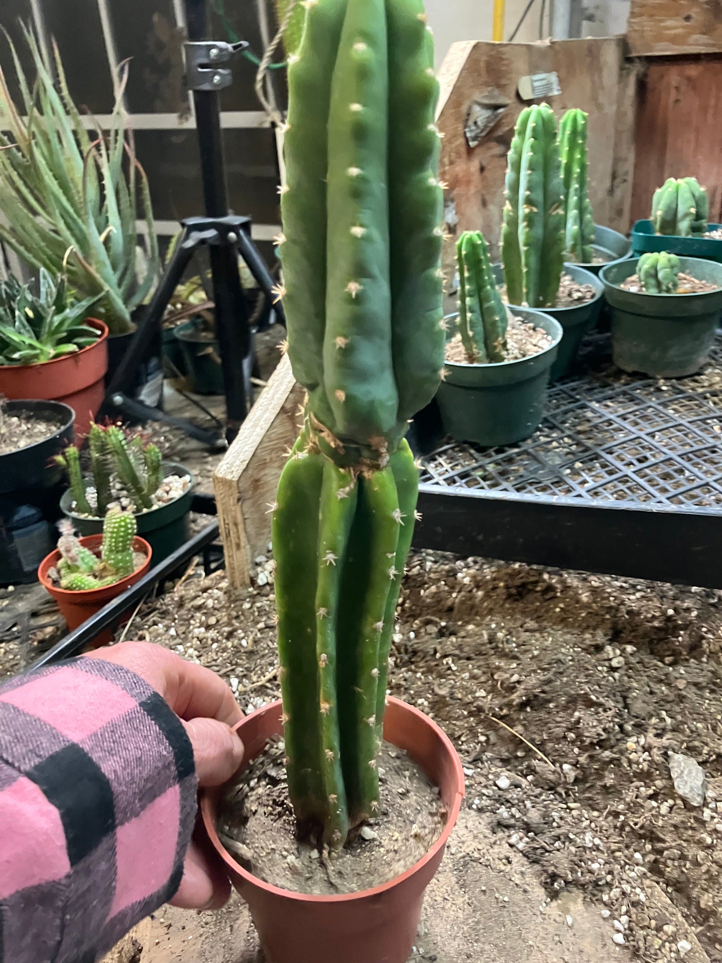 San Pedro Cactus - Trichocereus pachanoi 11" Tall #99W