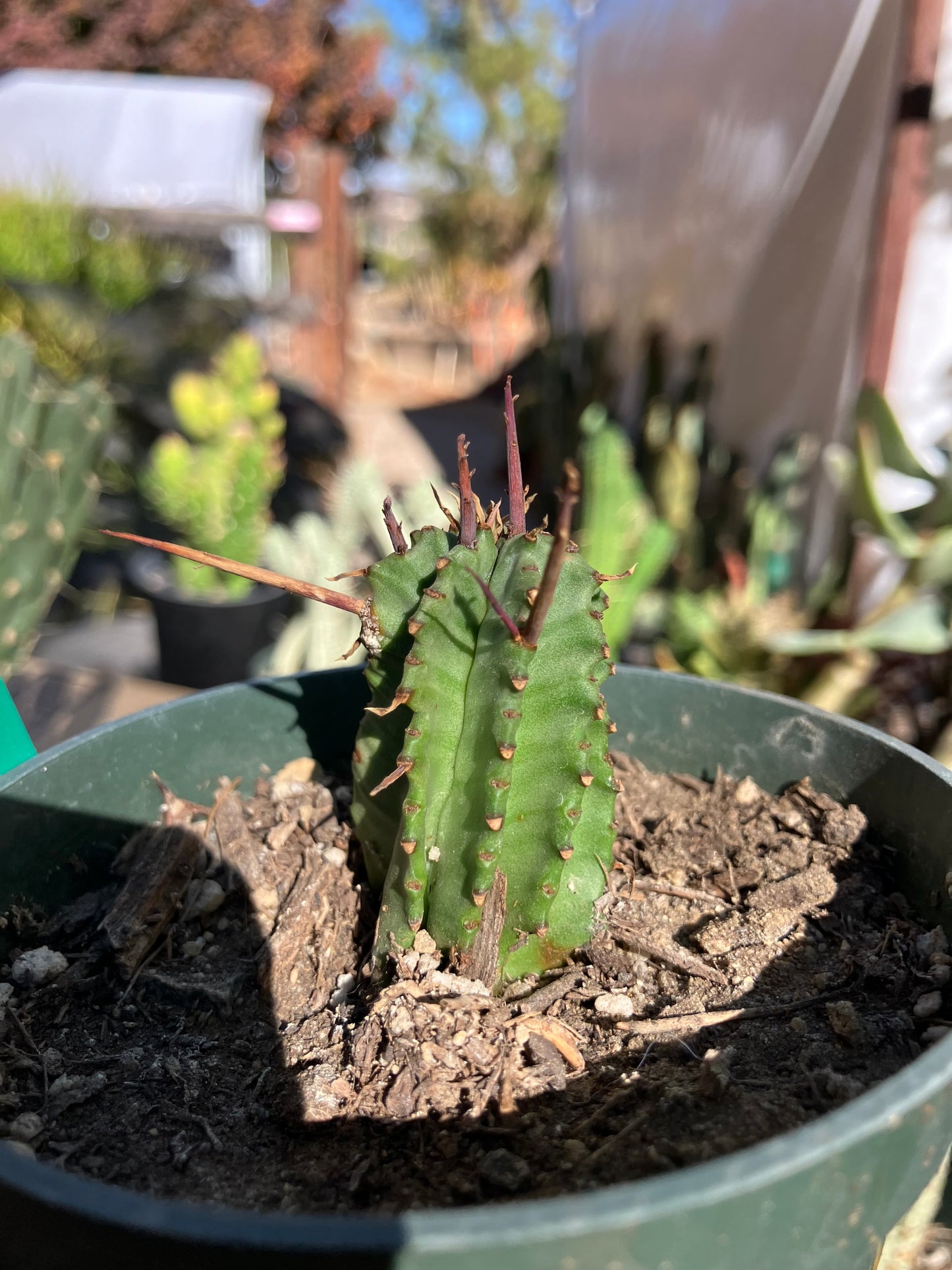 Euphorbia Horrida Noorsveldensis 2" Tall #222G