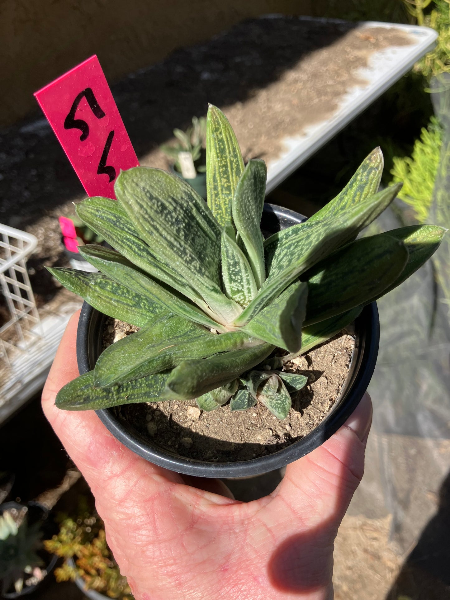 Gasteria Succulent Little Warty 5”Wide #51P