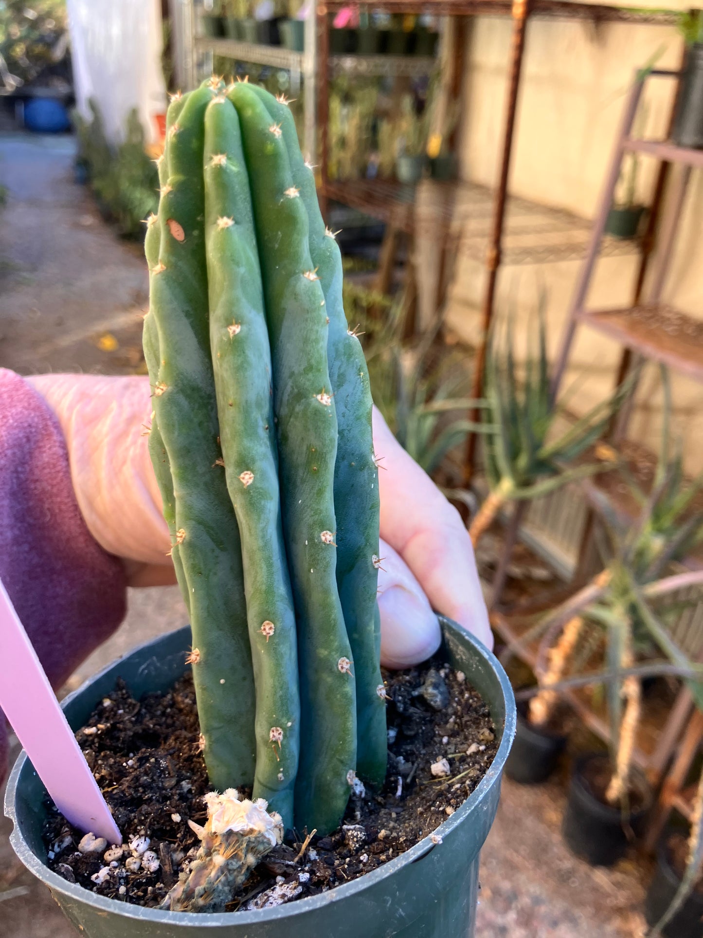 San Pedro Cactus - Trichocereus pachanoi 5"Tall #10P