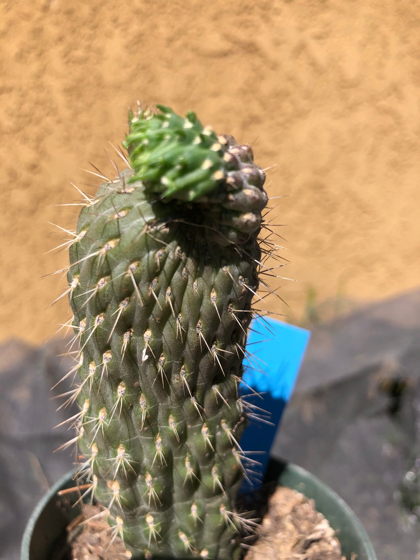 Cylindropuntia fulgida Cholla Boxing Glove Cactus Crest 6"Tall #69B