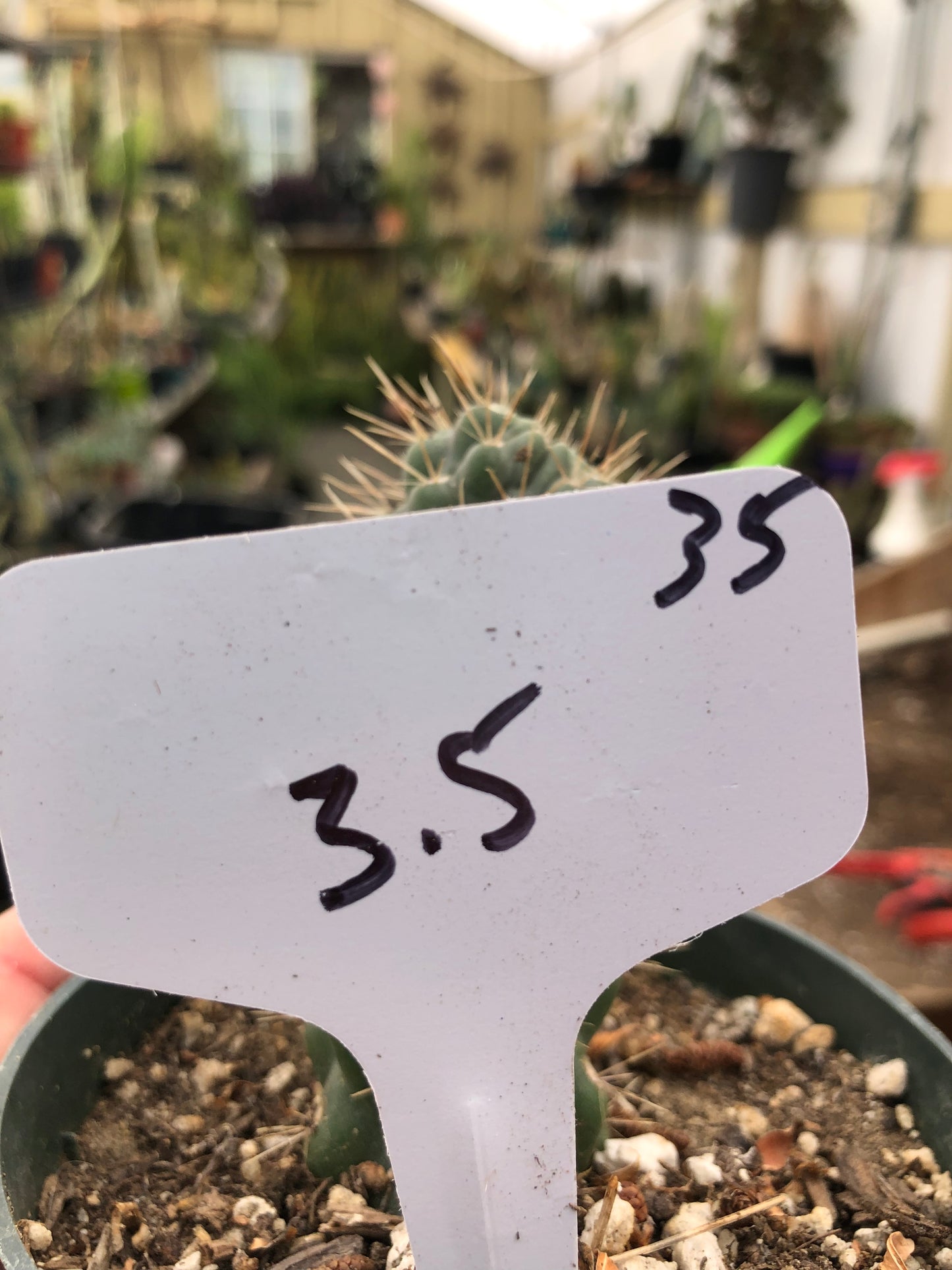 Cylindropuntia fulgida Cholla Boxing Glove Cactus Crest 3.5"Tall #35W