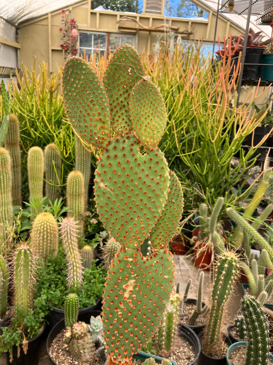 Opuntia microdasys Cinnamon Bunny Ears 16"Tall #29W