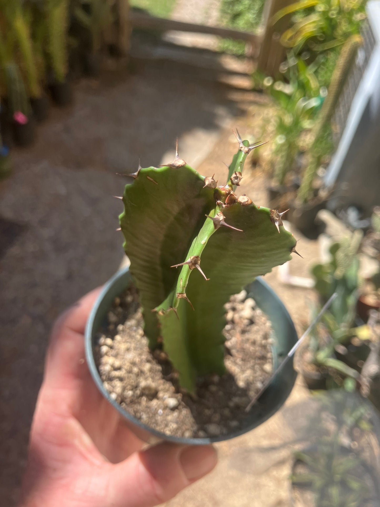 Euphorbia ingens Candelabra Tree Chocolate Drop 5.5”Tall #551W