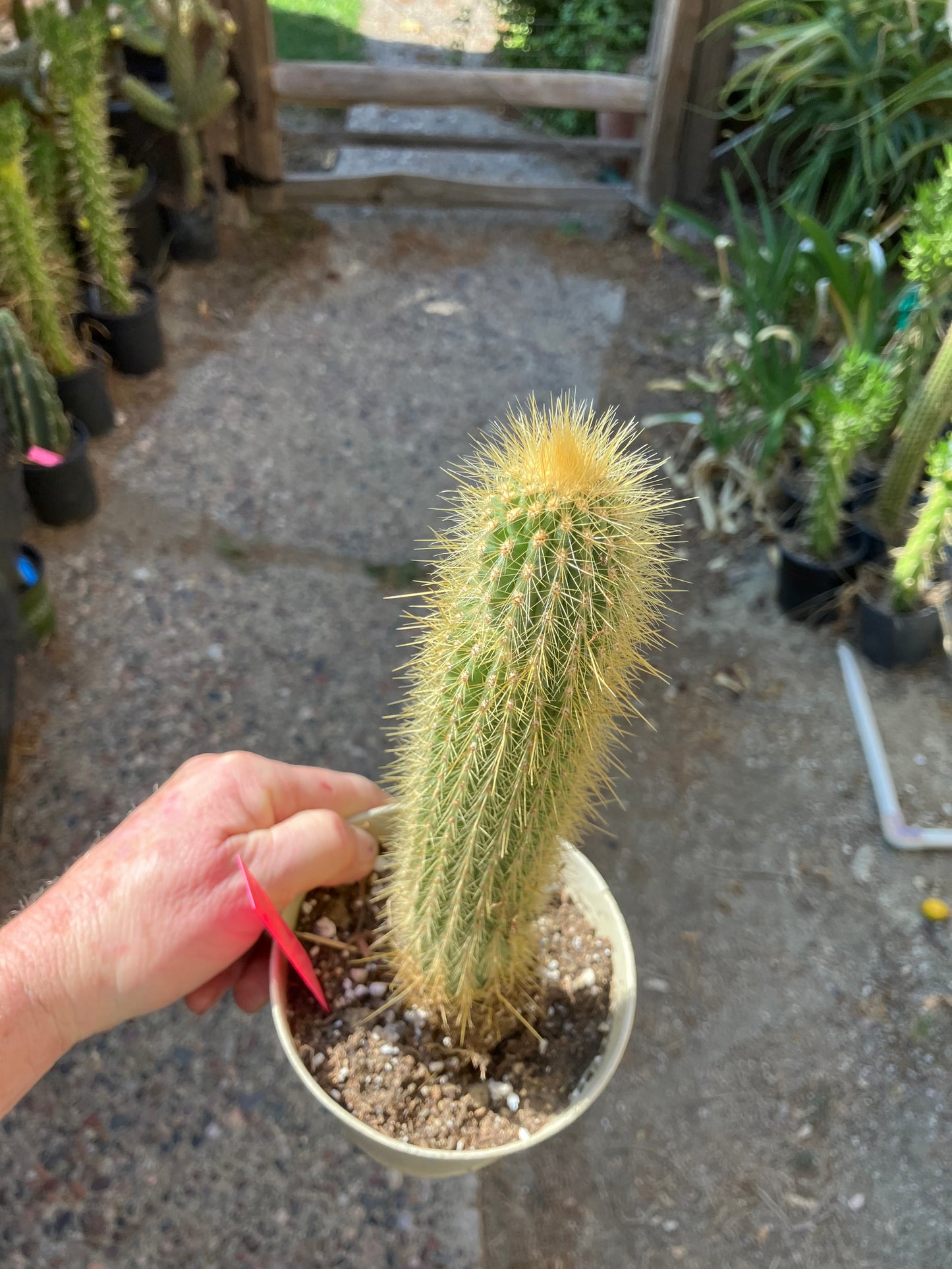 Cleistocactus hyalacanthus Cactus Columnar 10”Tall #101R