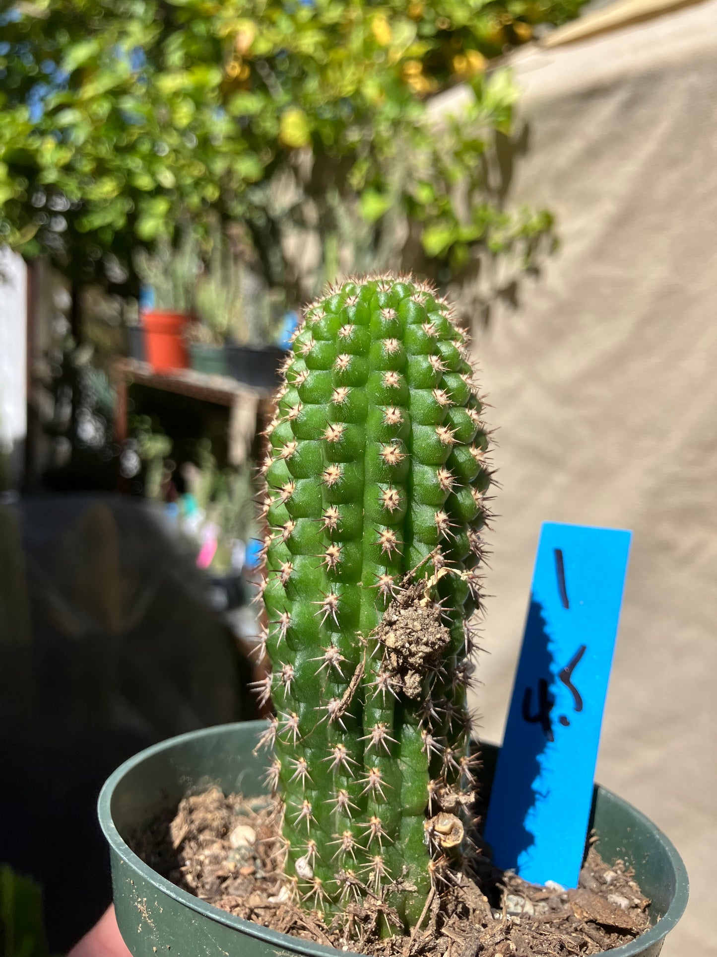 Pachycereus pecten-aboriginum
 Indian Comb Cactus 4.5"Tall #1B