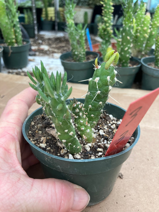 Austrocylindropuntia Cactus Gumbi Mini Eve's Needle 3"Tall #3R