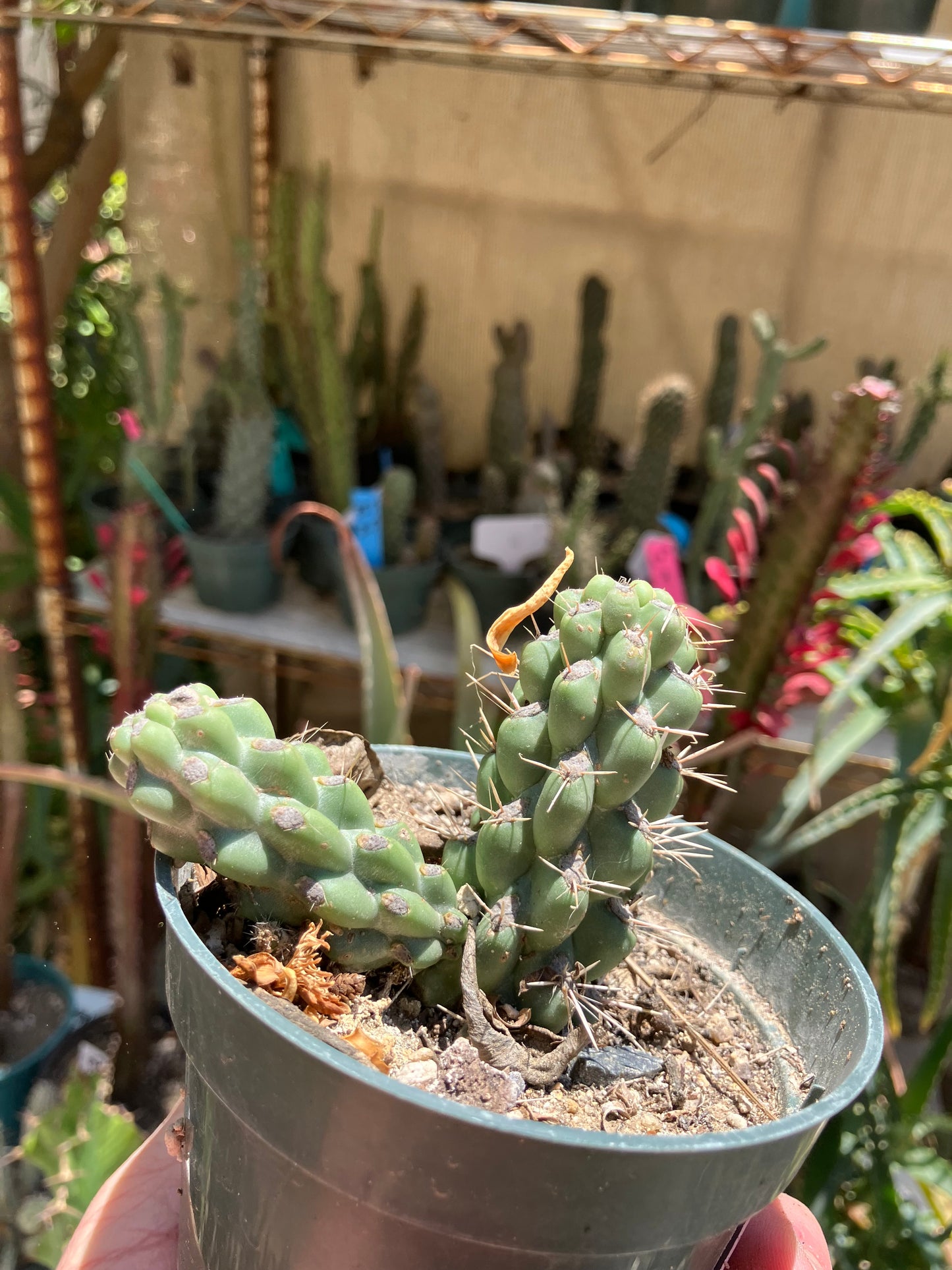 Cholla Cylindropuntia  Buckhorn  Cactus 2”Tall #22W