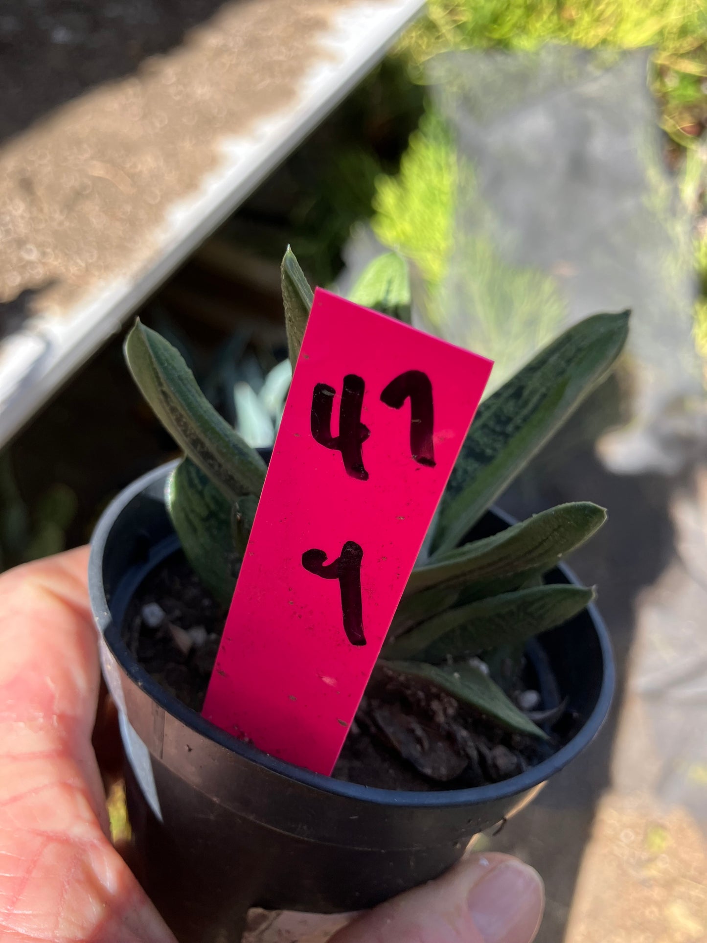 Gasteria Succulent Little Warty 4”Wide #47P