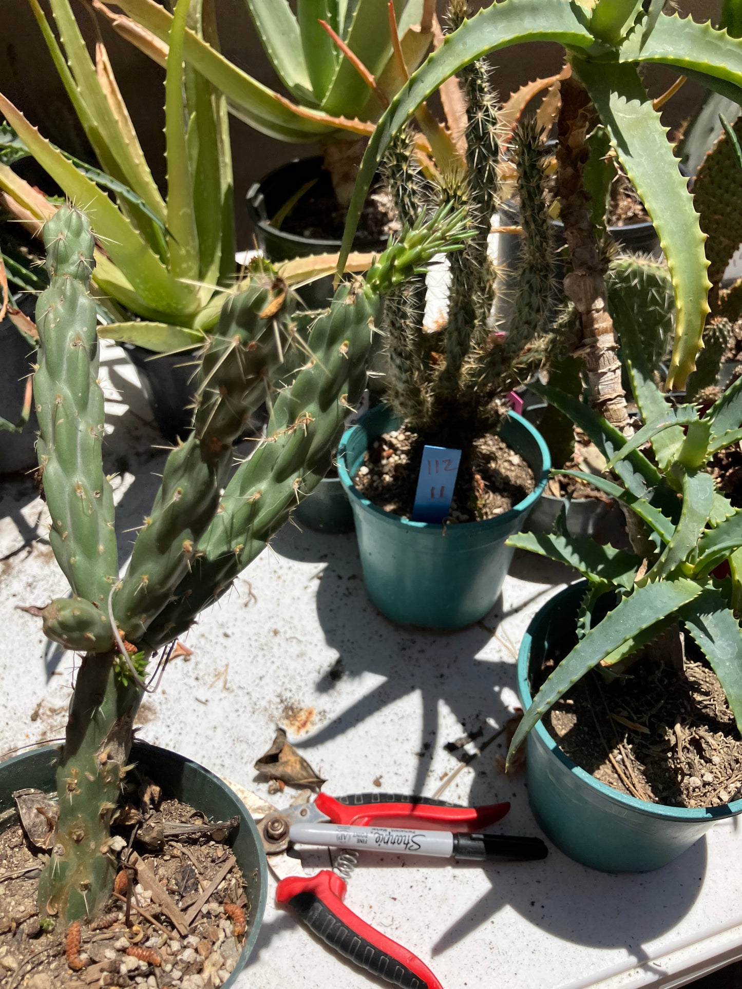 Cholla Cylindropuntia  Buckhorn  Cactus 7.5”Tall #75W