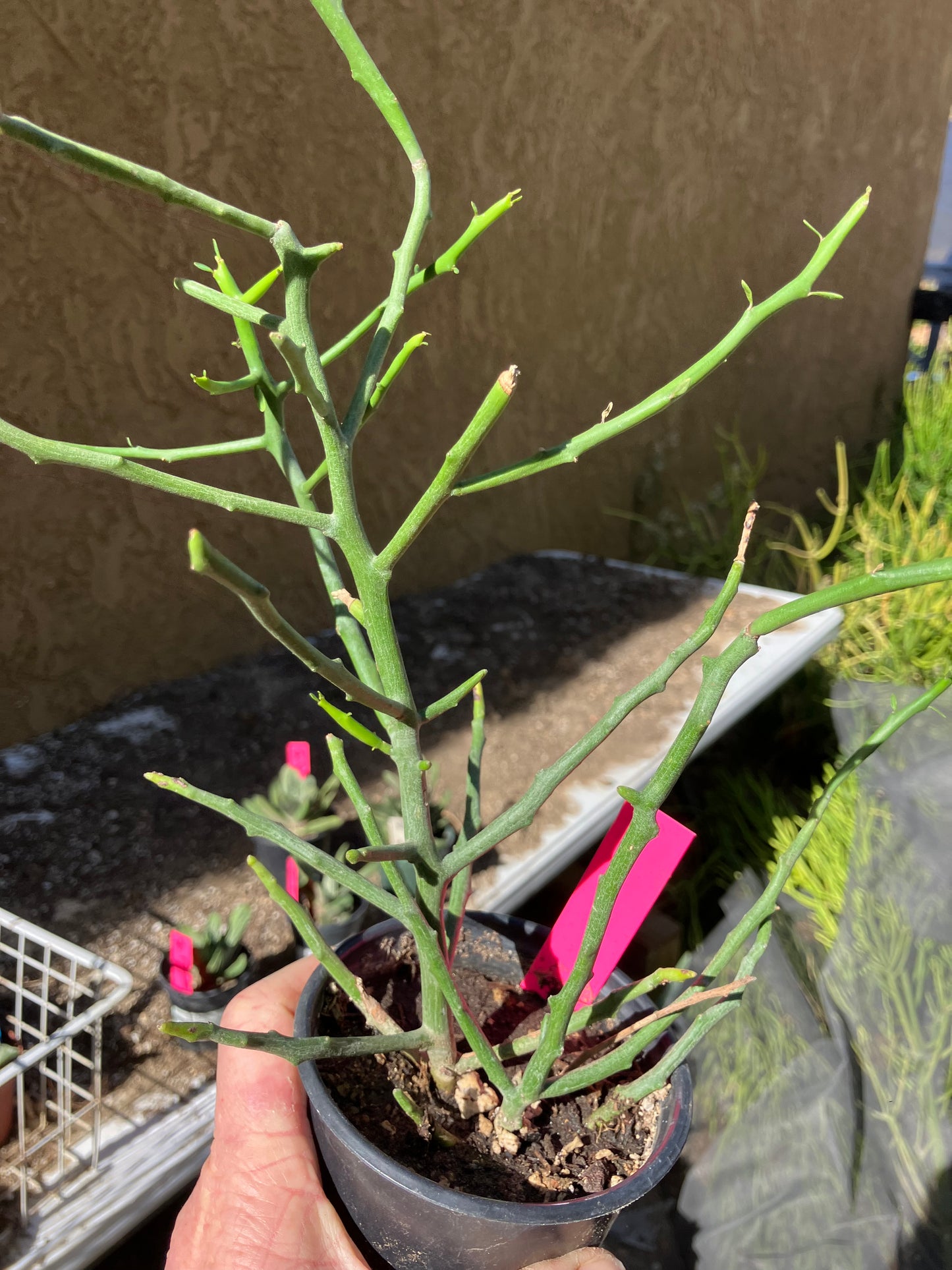 Euphorbia Tirucalli Briar Patch 12”Tall #121P