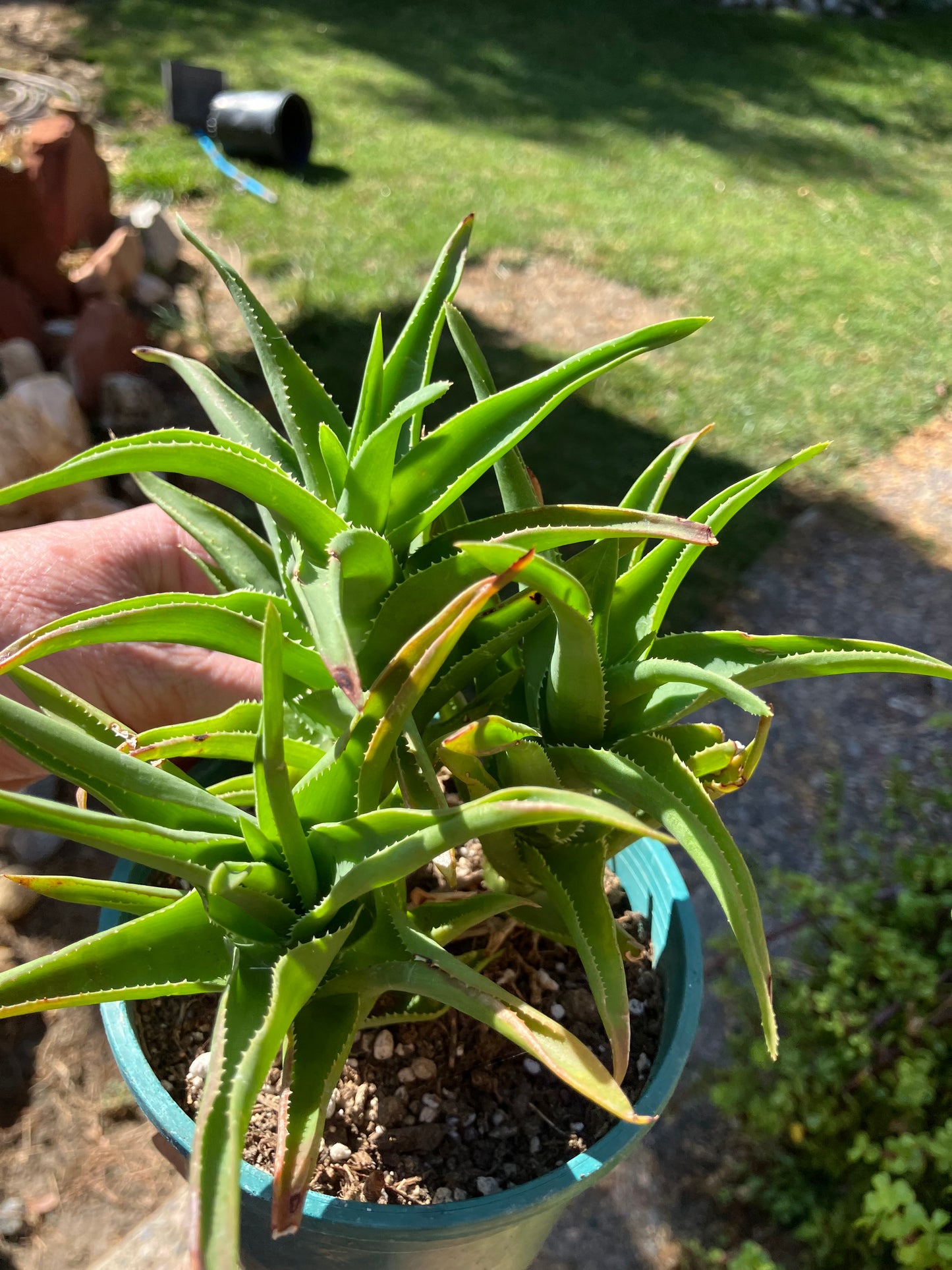 Aloe Ciliaris x Delaeti Hybrid Climbing Succulent 6”Tall 6"Wide #66B