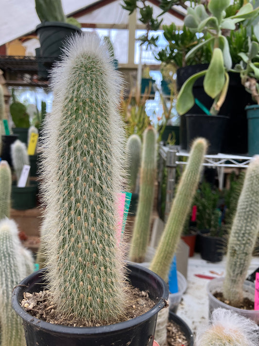 Cleistocactus tupizensis Silver Pole/Torch Cactus 7.5”Tall #84G
