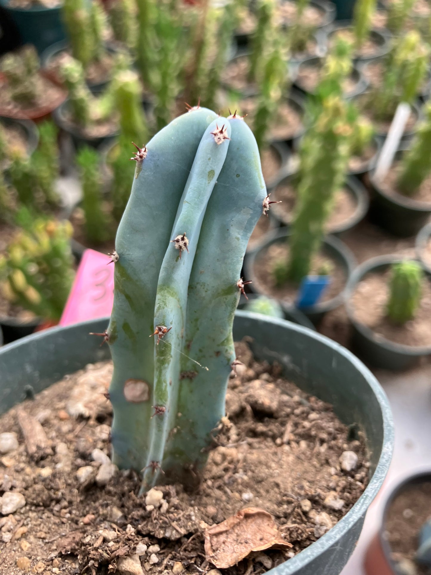 Myrtillocactus geometrizans Blue Myrtle Cactus 3"Tall #32P