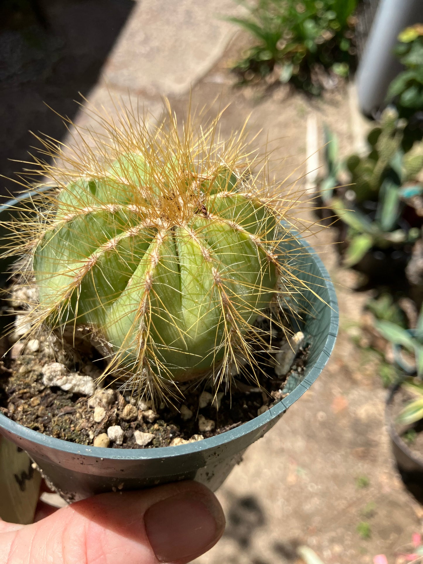 Notocactus magnificus Balloon Cactus 2.5"Wide #201Y minor scar