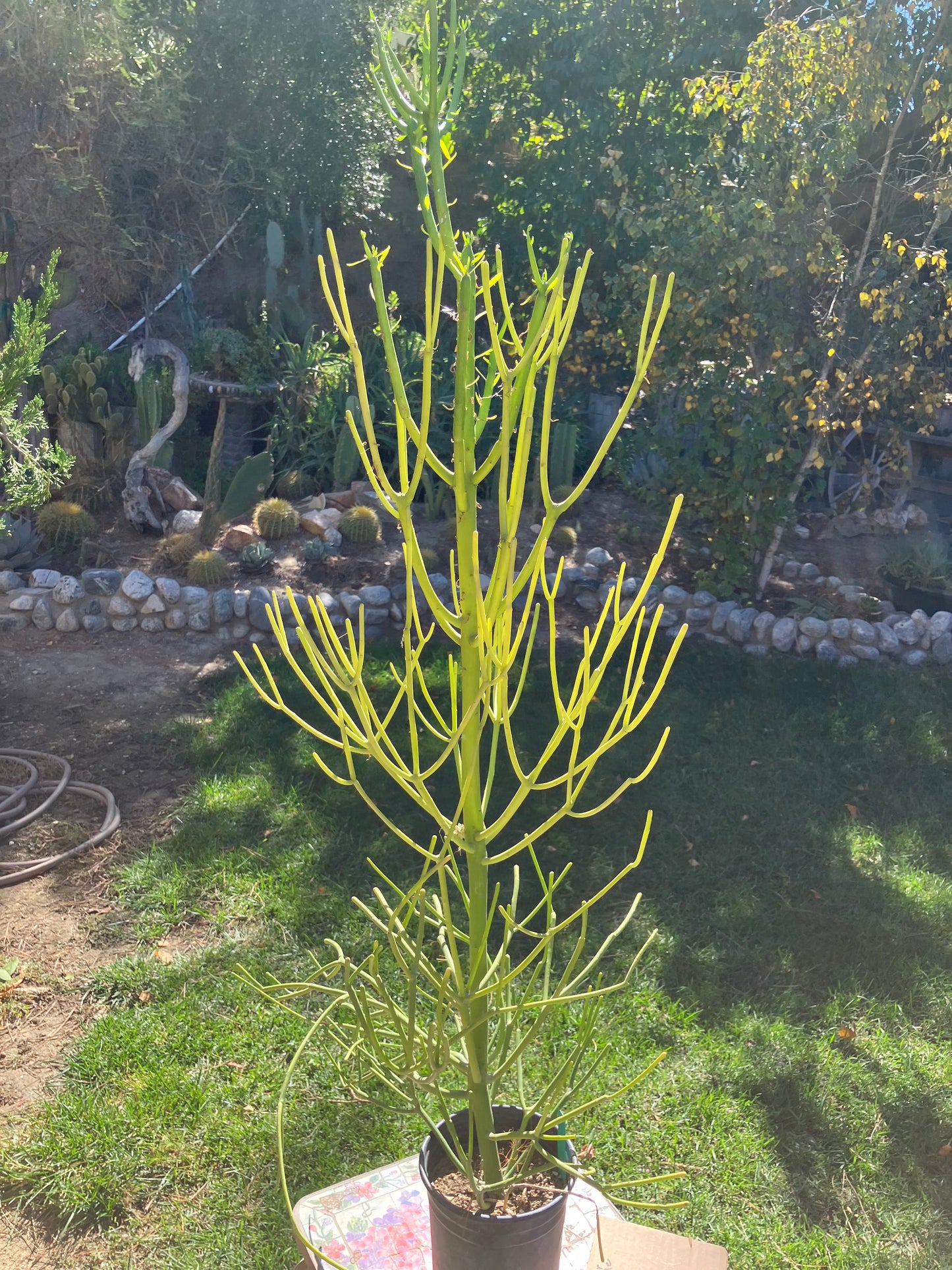 Euphorbia tirucalli Pencil Cactus/Succulent 46"Tall 18"Wide #27G