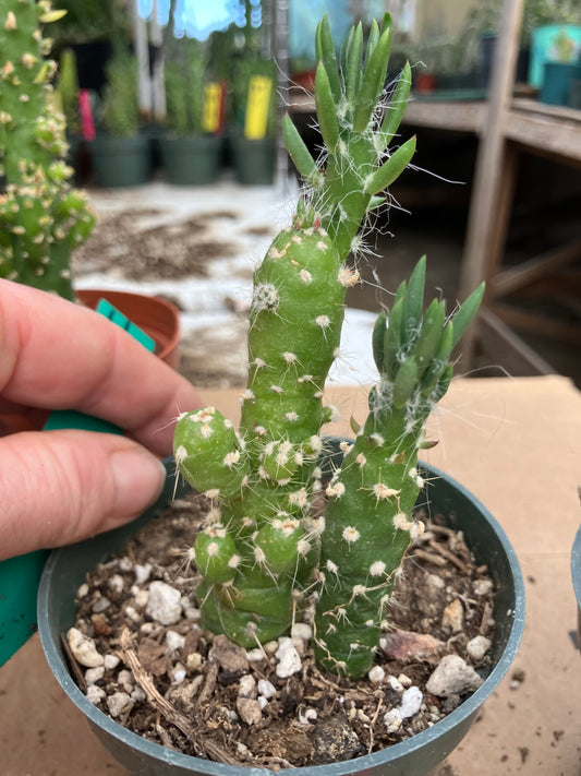 Austrocylindropuntia Cactus Gumbi Mini Eve's Needle 4"Tall #11G