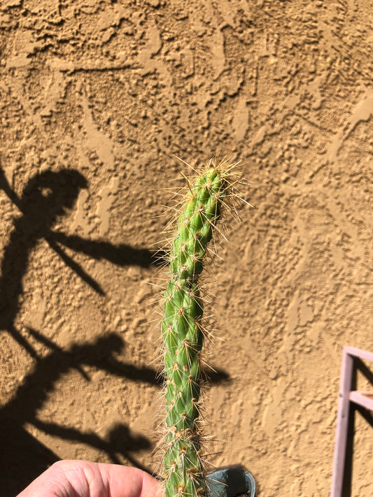 Cholla Cylindropuntia  Buckhorn 9”Tall #99P