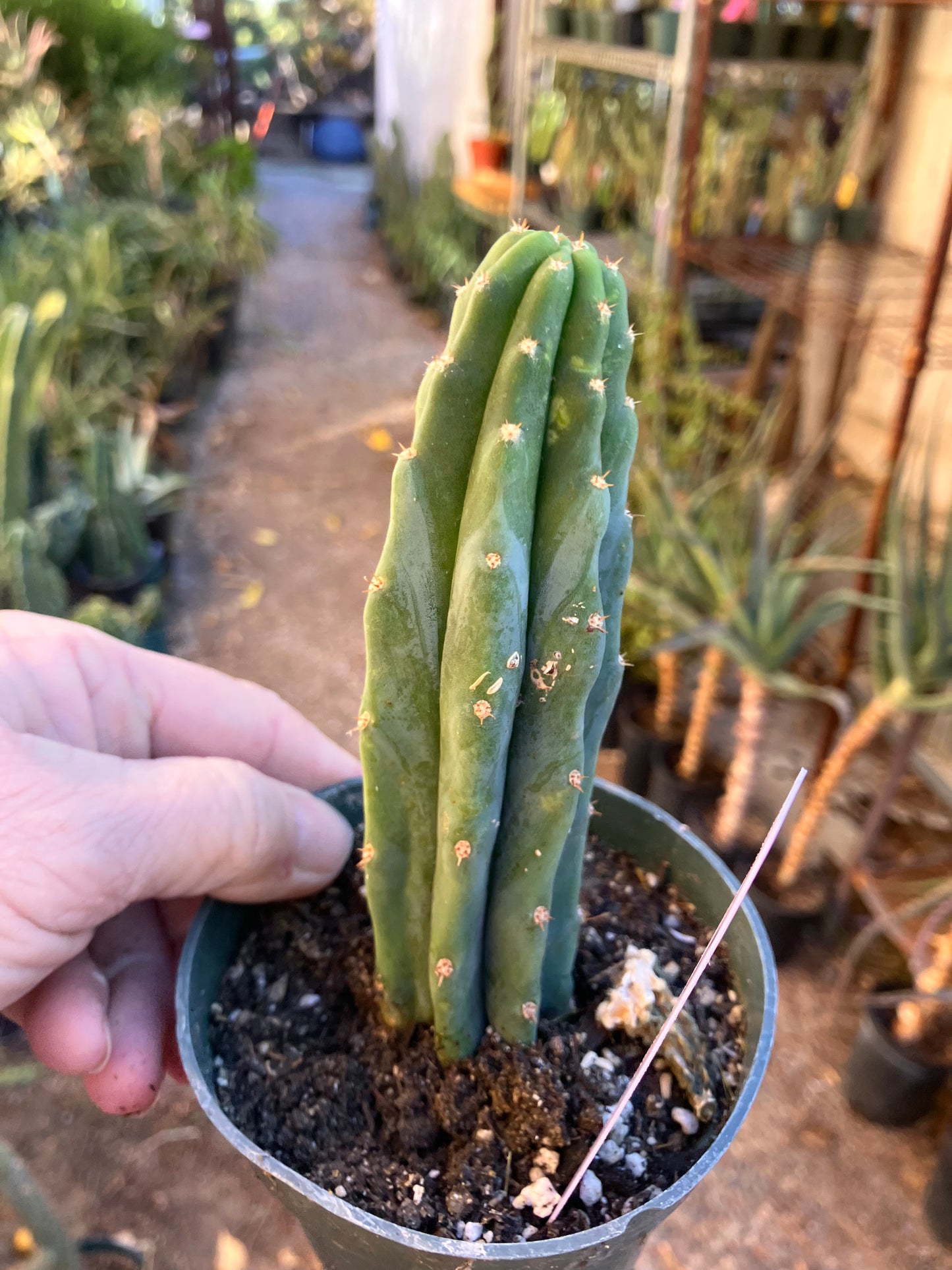 San Pedro Cactus - Trichocereus pachanoi 5"Tall #10P