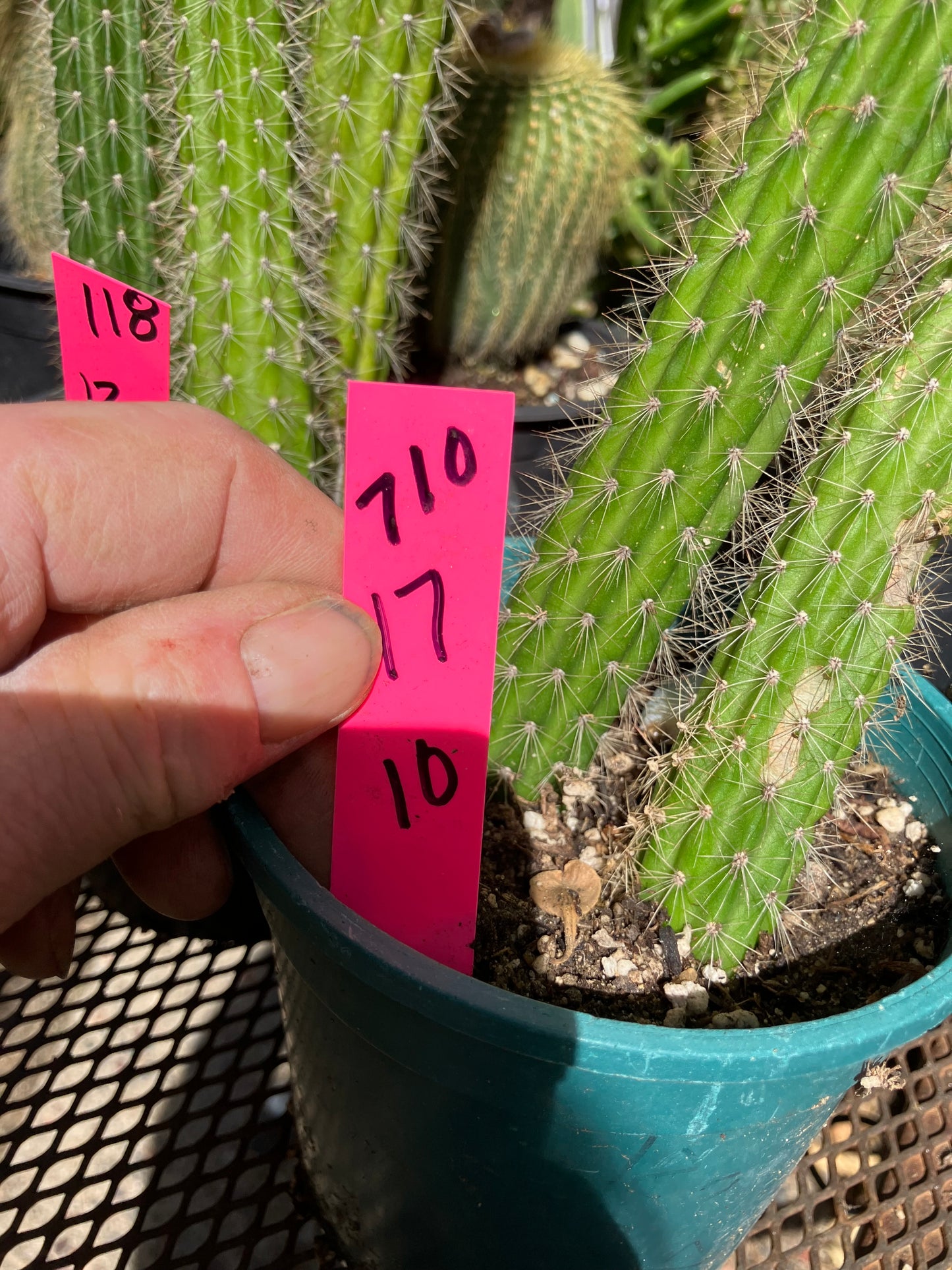 Echinocereus pensilis Snake Cactus Plant 17,10"Tall #710P