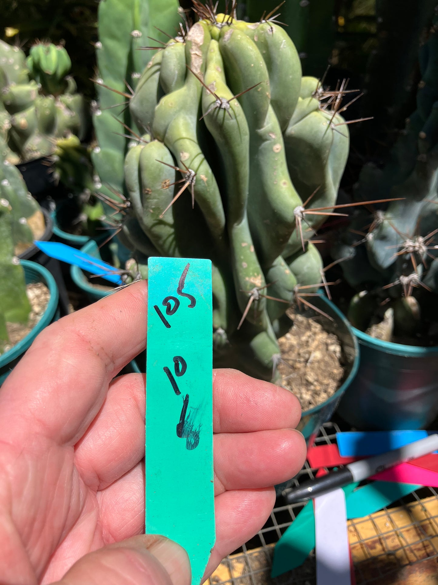 Cereus Peruvianus Monstrose Night Blooming 10"Tall 5"Wide #105G
