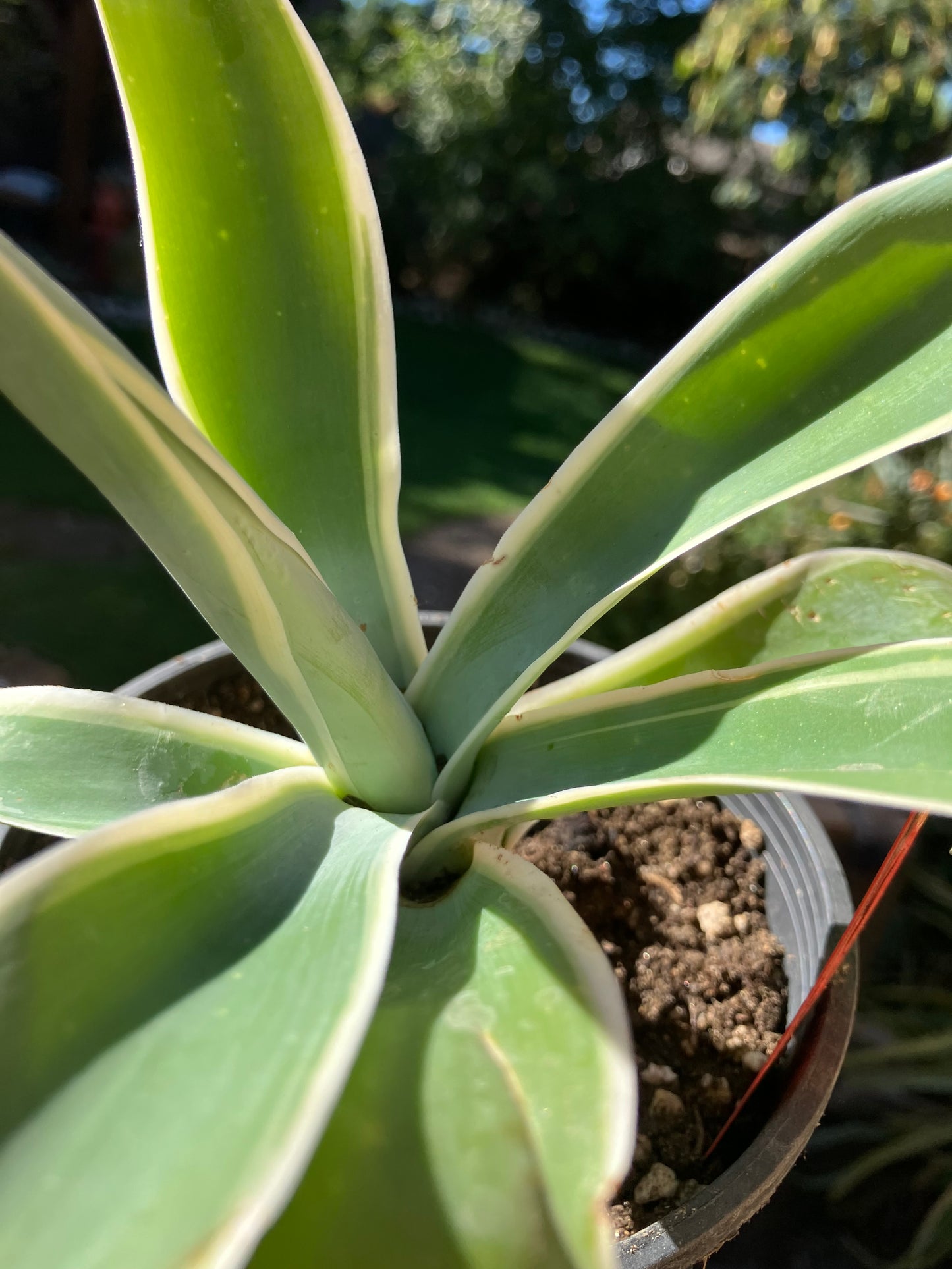 Agave~ Fox Tail Agave Attenuata  variegated 8" Tall 7"Wide #700R