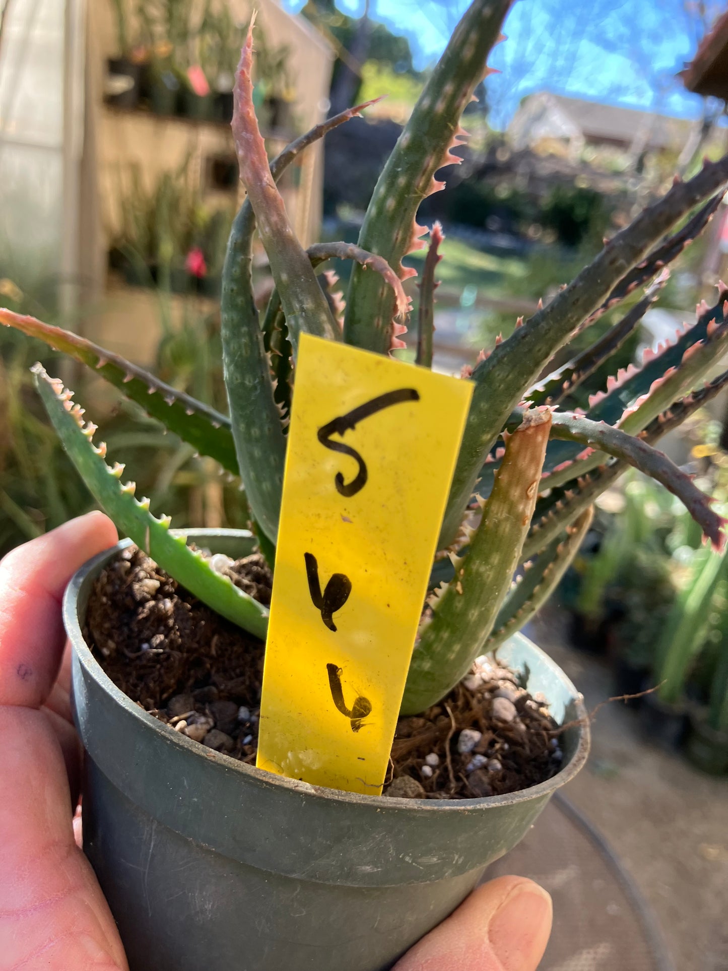 Aloe  Swordfish Succulent 6" Wide #5Y