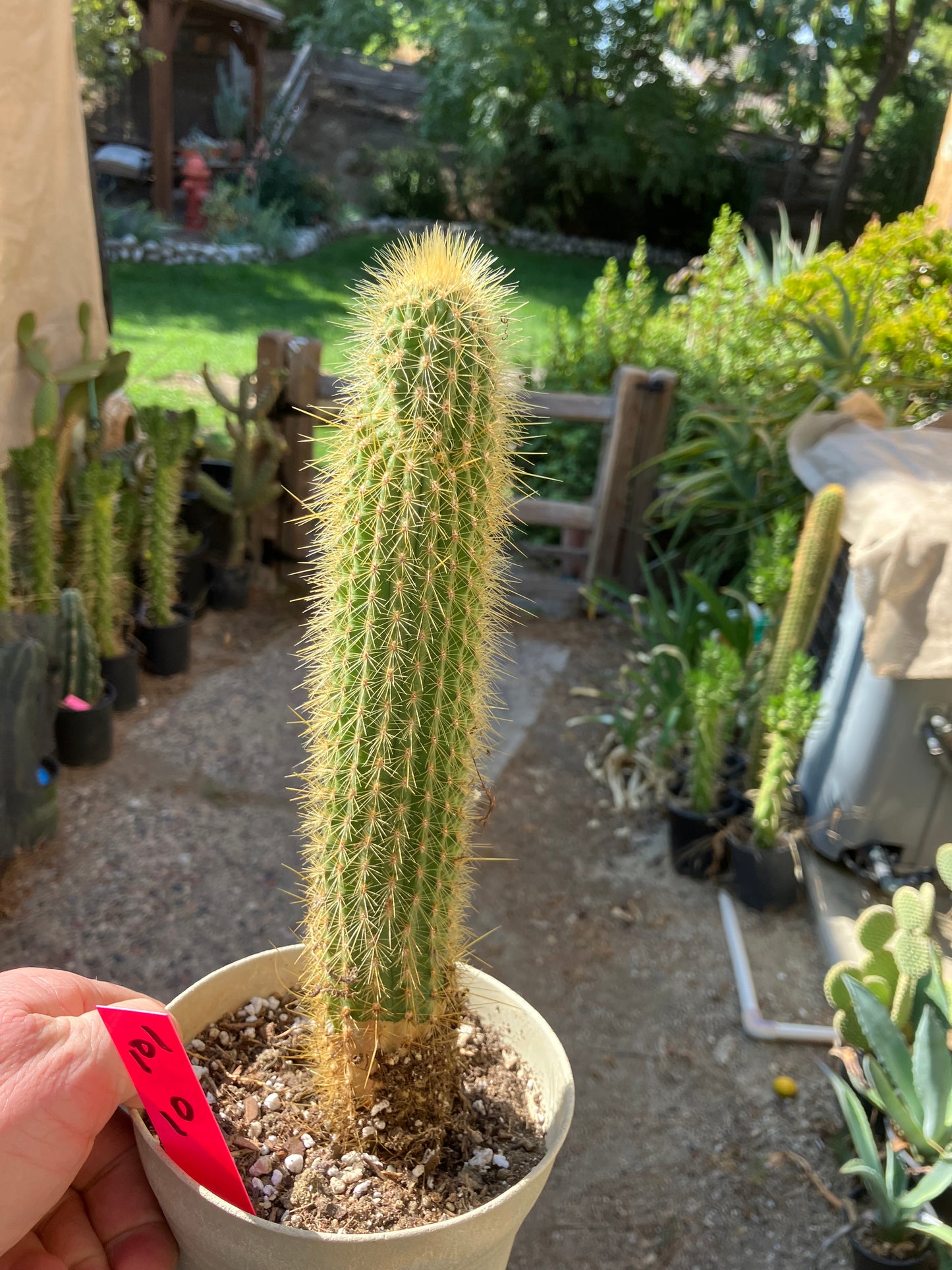 Cleistocactus hyalacanthus Cactus Columnar 10”Tall #101R