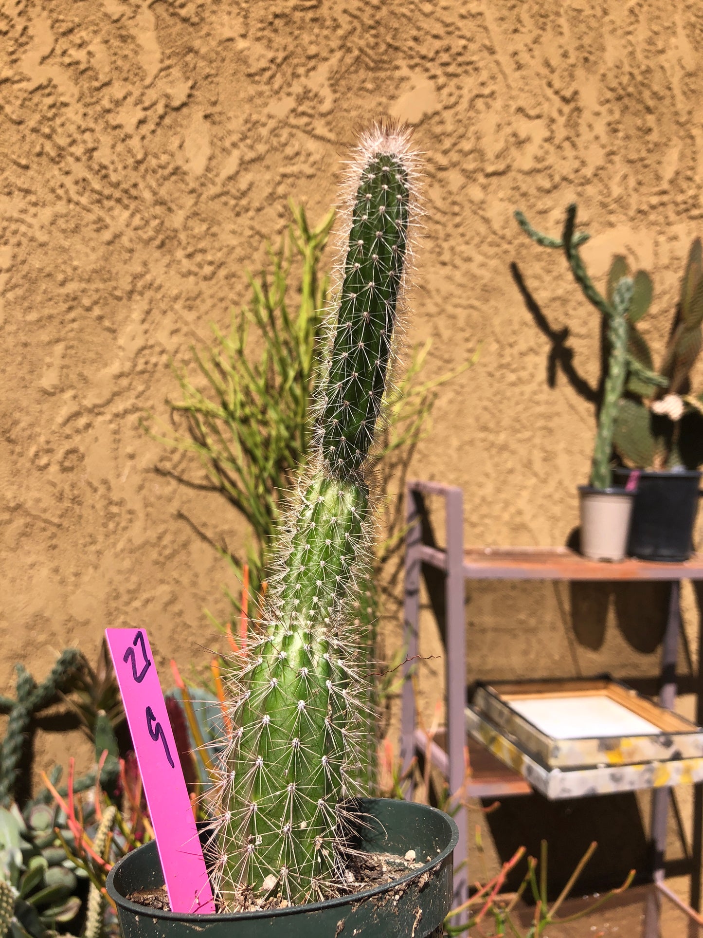 Echinocereus pensilis Snake Cactus Plant 9"Tall #27P