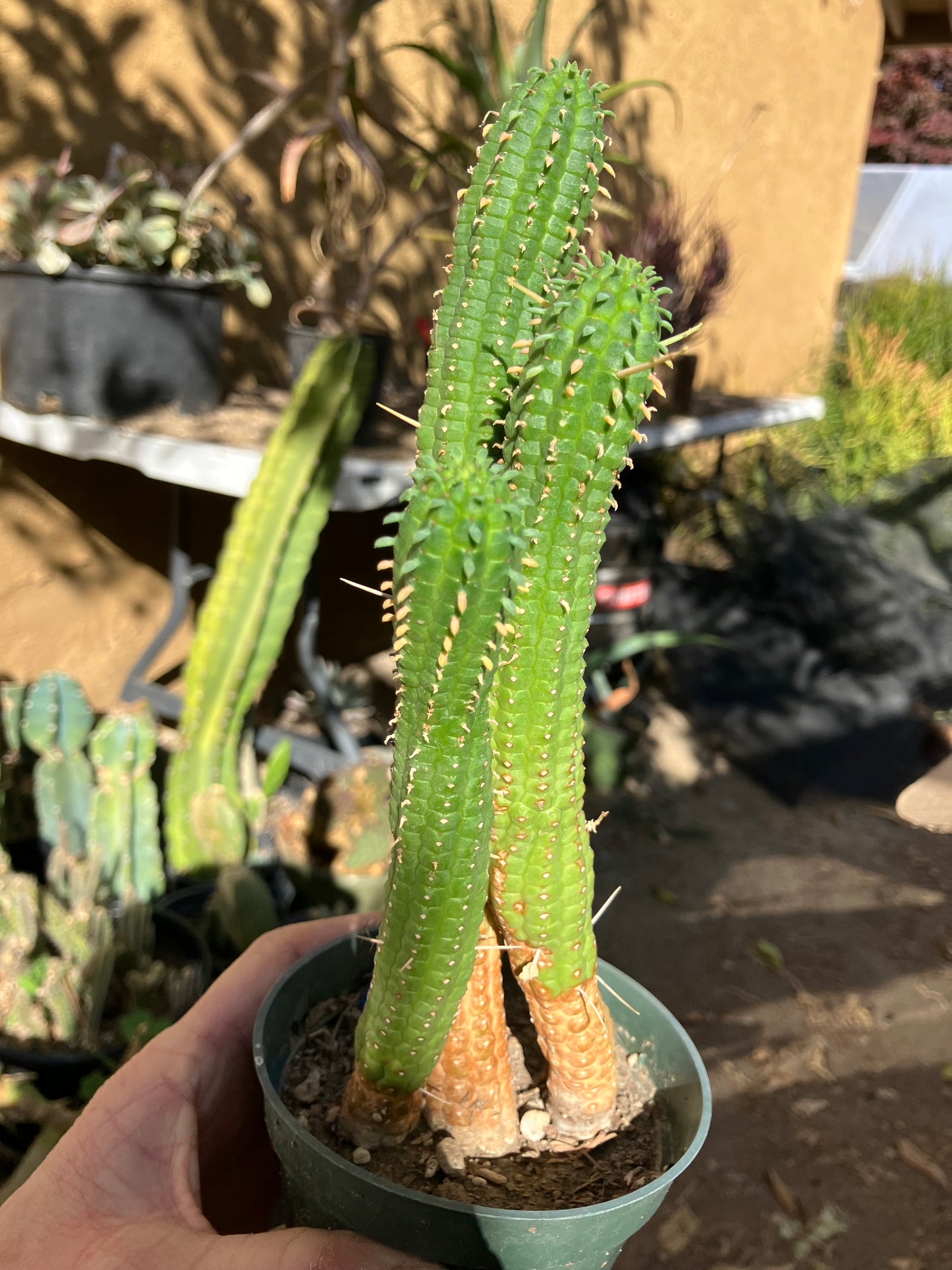 Euphorbia mammillarias Green Corn Cob 9"Tall #968B