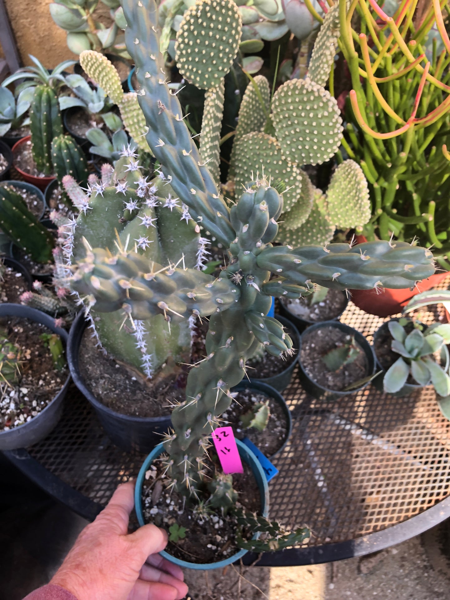 Cholla Cylindropuntia  Buckhorn 16”Tall #32P