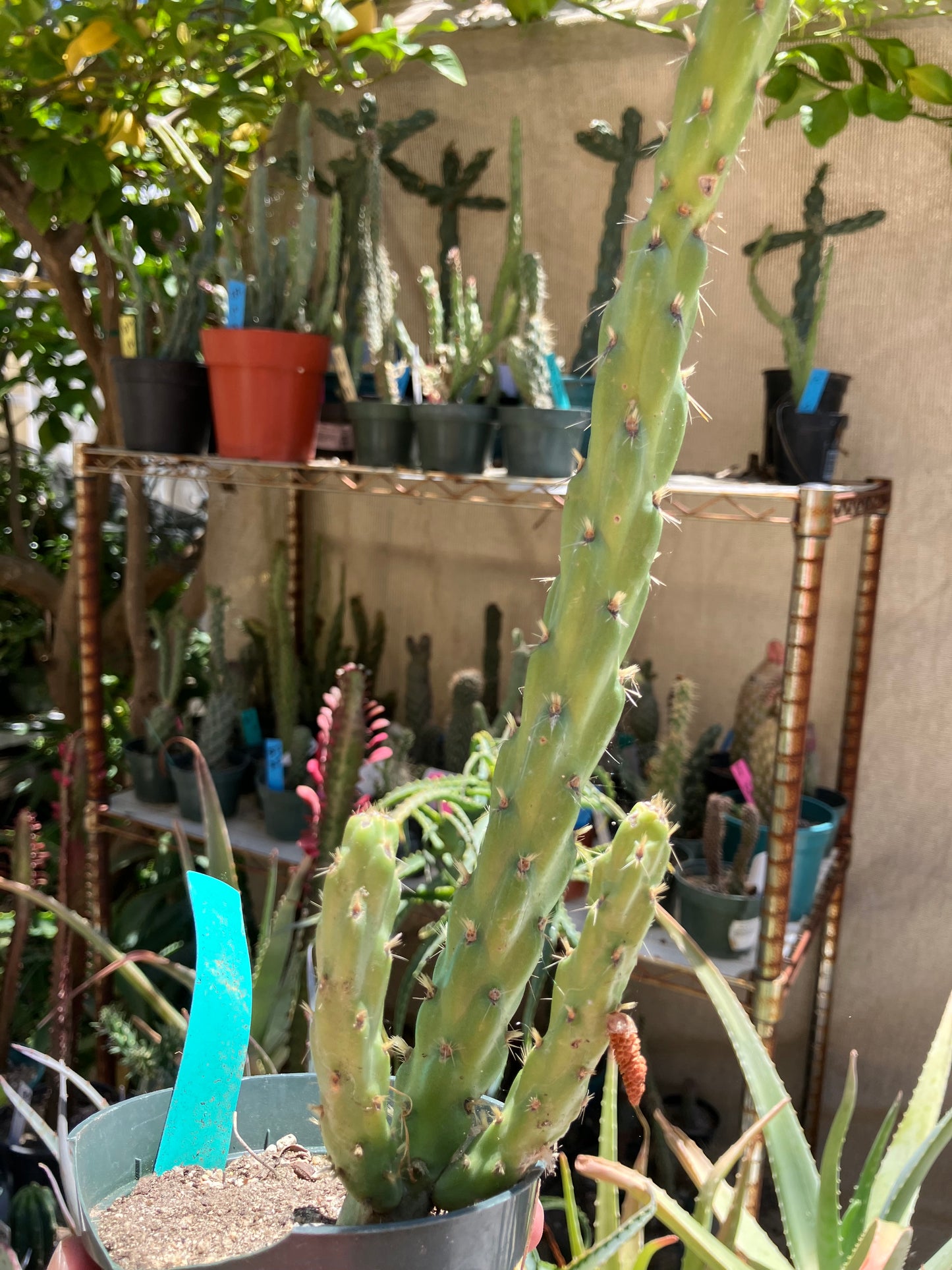 Cholla Cylindropuntia  Buckhorn  Cactus 17”Tall #91G*