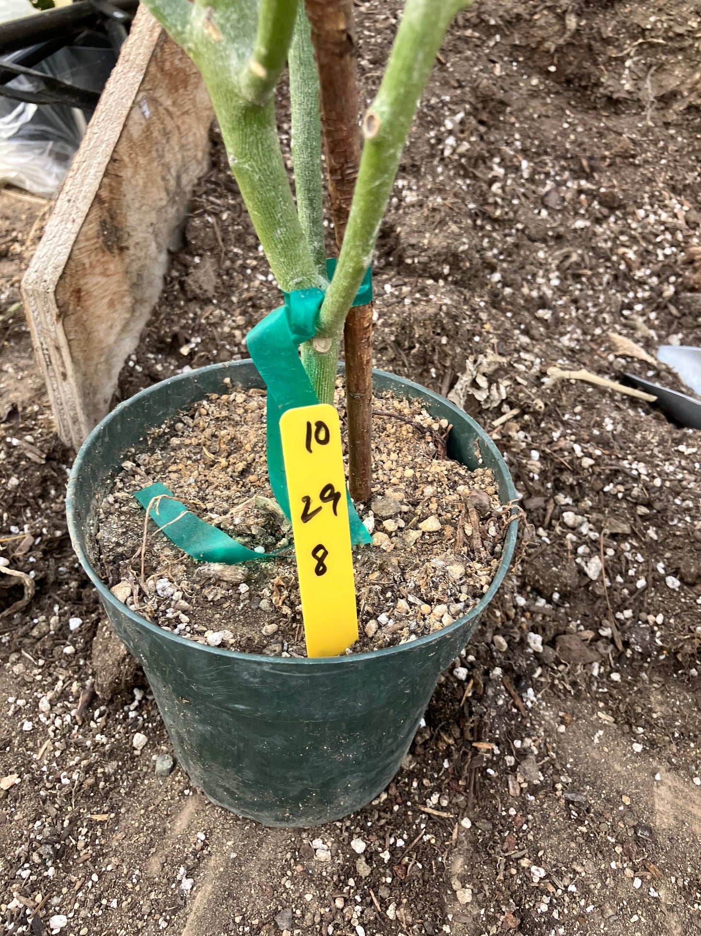Euphorbia tirucalli Two (2)Twin Pencil Cactus 29"Tall 9"Wide #10Y,11Y