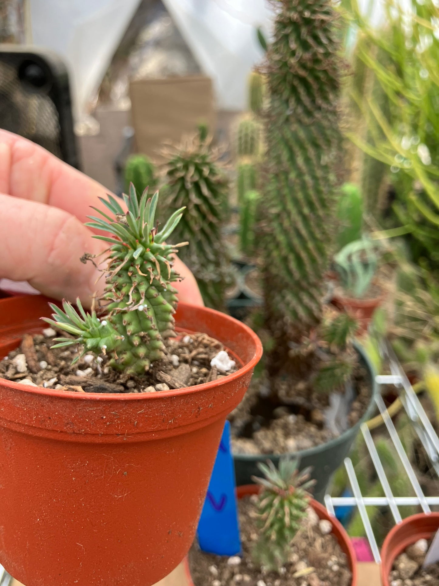 Euphorbia Twinkle Twirl  2" Tall #202R