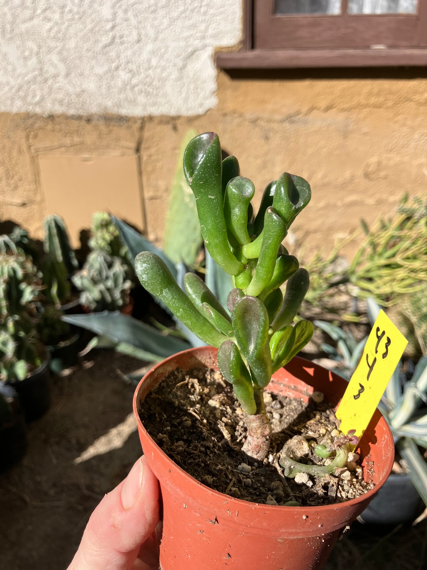 Crassula Gollum Jade Succulent Bonsai Style Living Plant 4”Tall 3"Wide #43Y