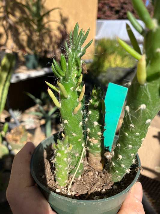 Austrocylindropuntia Cactus Gumbi Mini Eve's Needle 5"Tall #600G