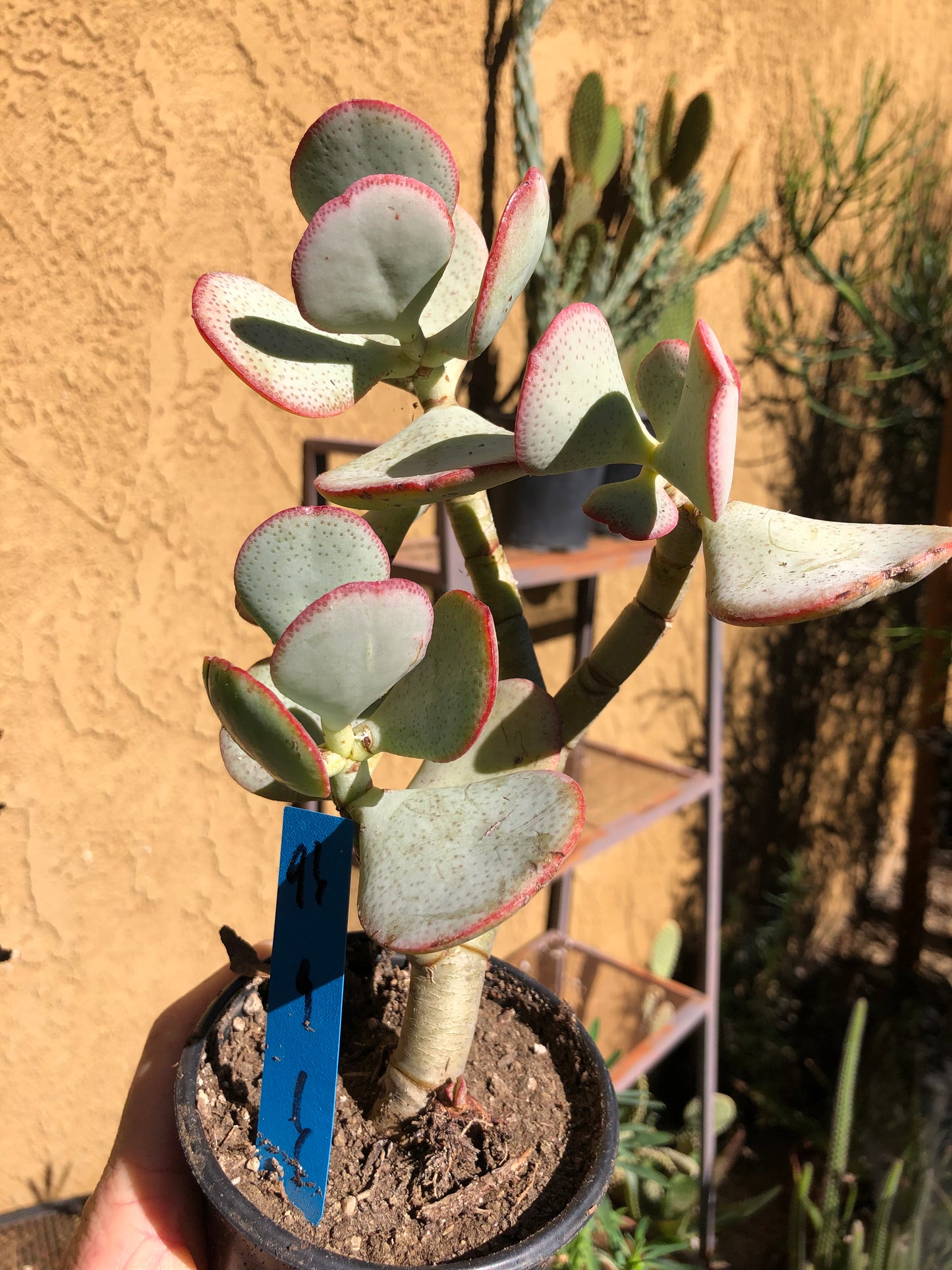 Crassula arborescens Silver Dollar Succulent 9"Tall #96B*