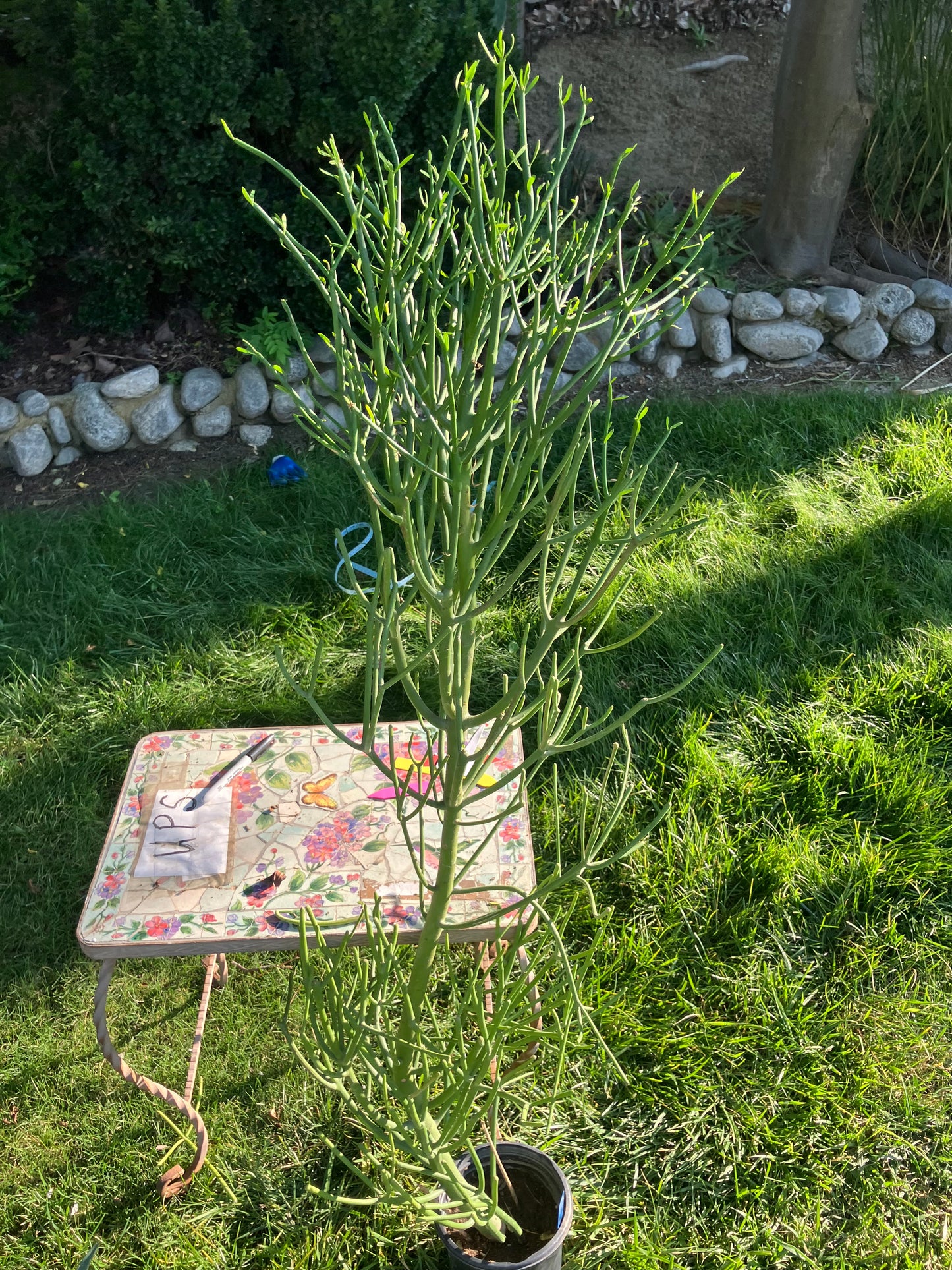 Euphorbia tirucalli Pencil Cactus/Succulent 51"Tall 20"Wide #510B
