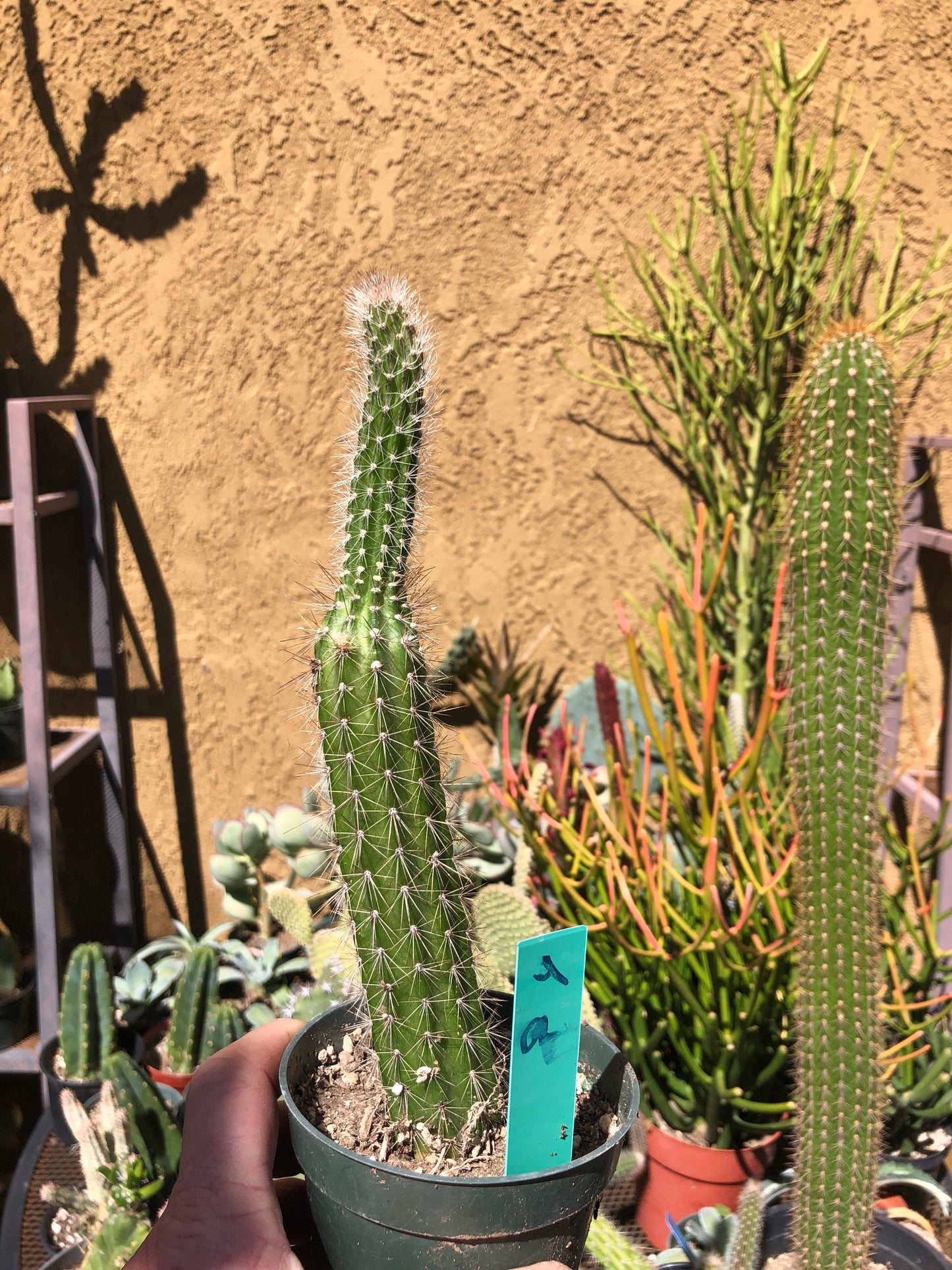 Echinocereus pensilis Snake Cactus Plant 9"Tall #4G