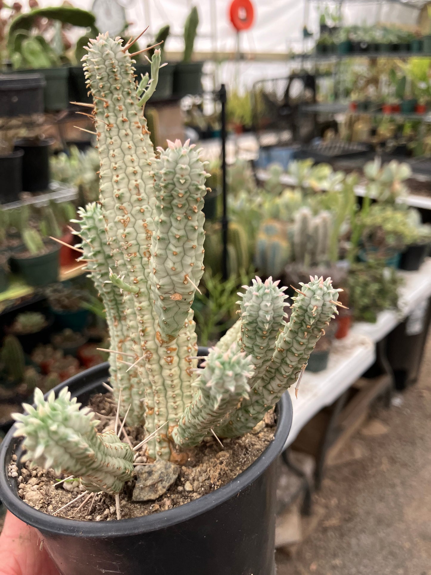 Euphorbia mammillarias variegata Corn Cob 6"Tall #5B