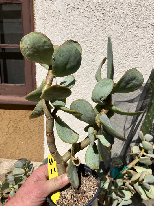 Crassula arborescens Silver Dollar 11”Tall #112Y