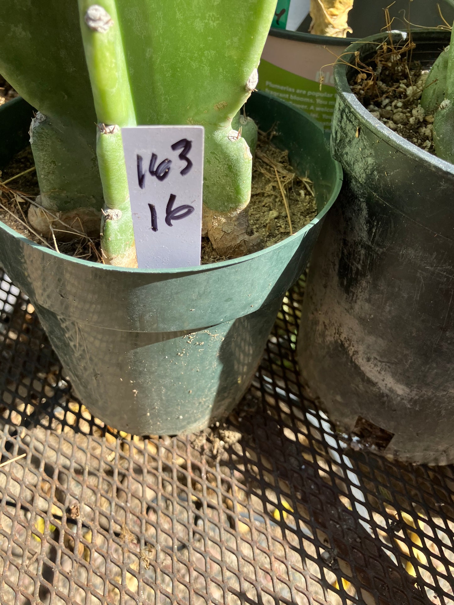 Cereus Peruvianus  Night Blooming 16"Tall #163W