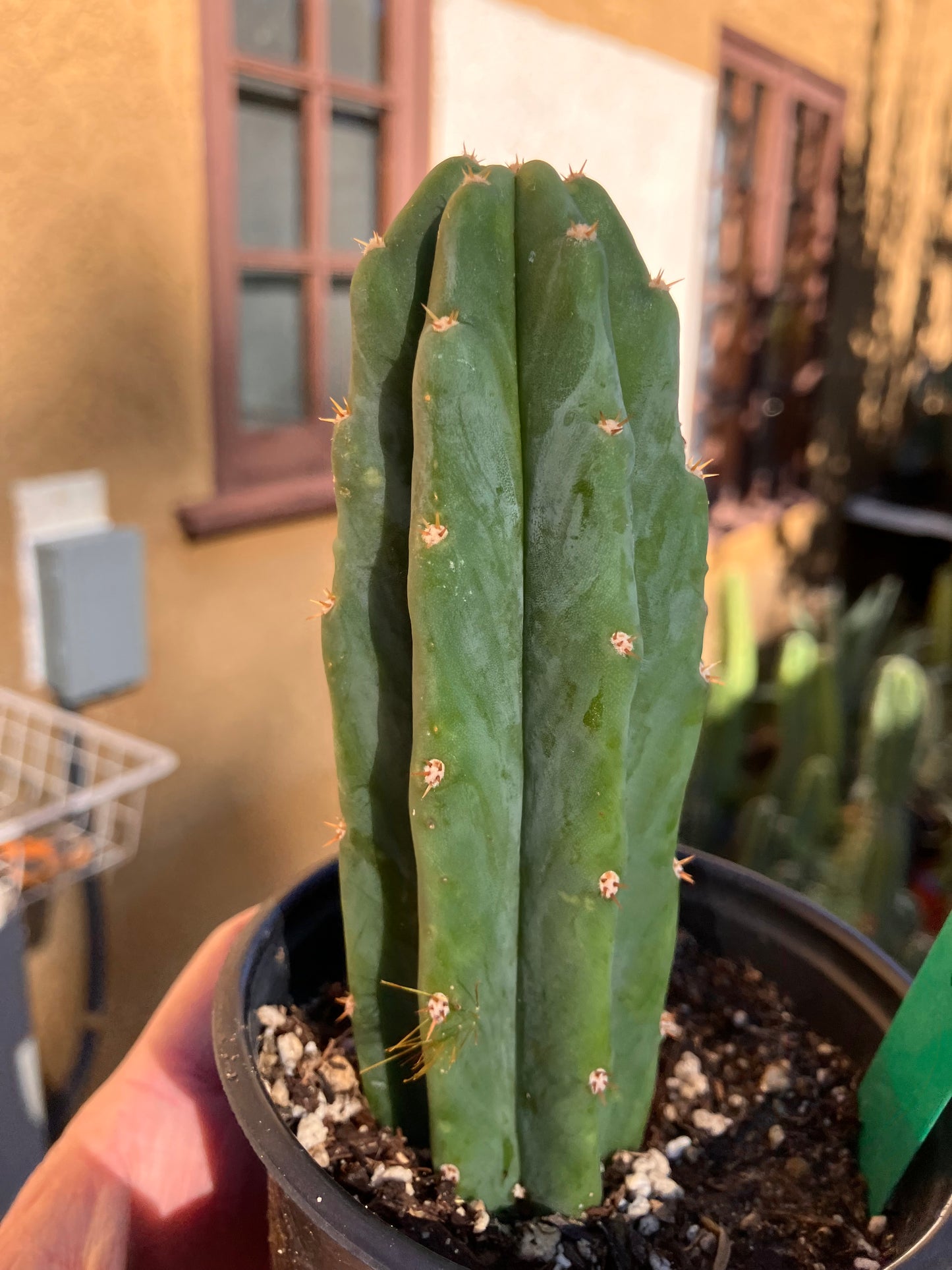 San Pedro Cactus - Trichocereus pachanoi 5"Tall #10P