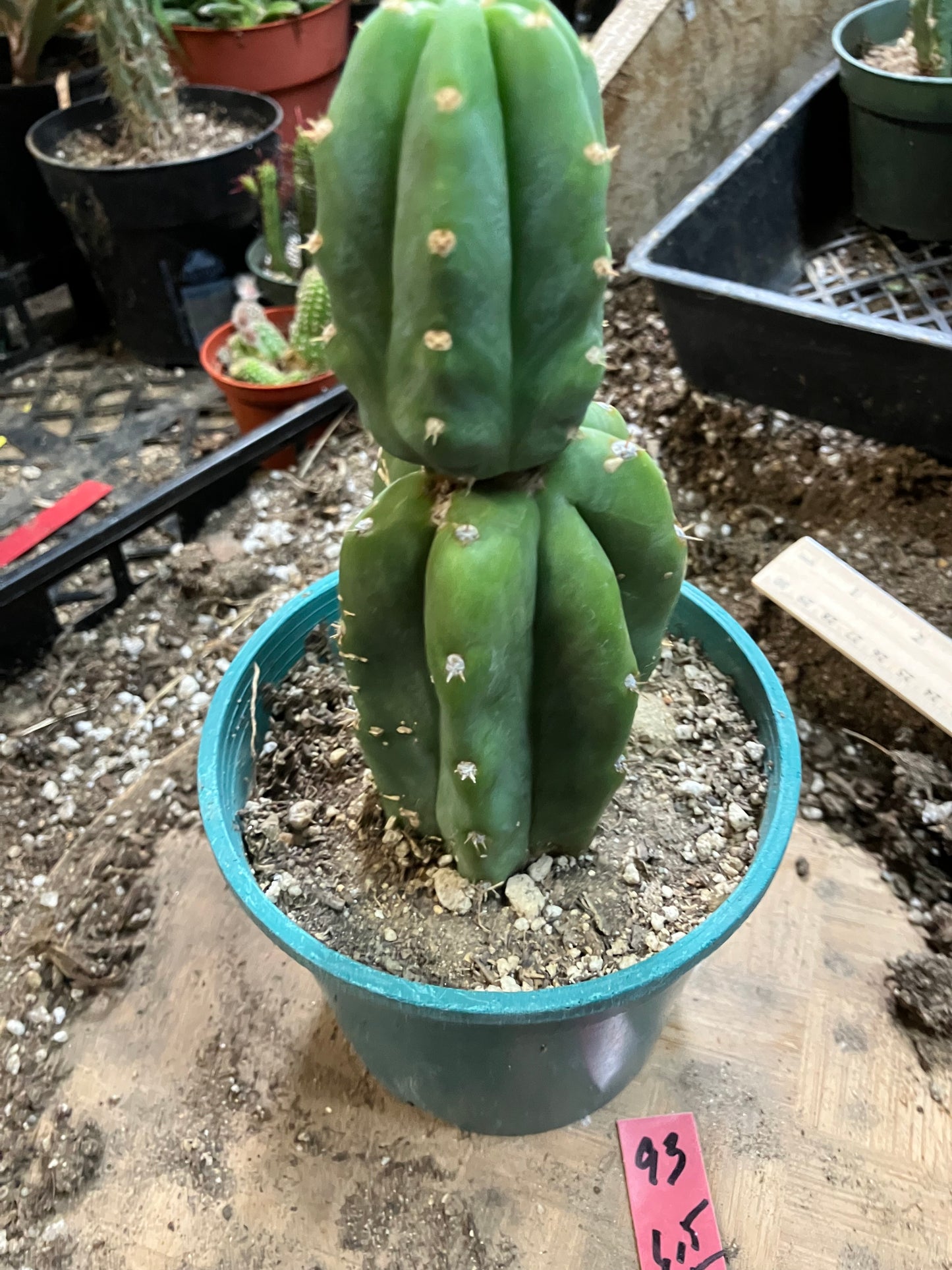San Pedro Cactus - Trichocereus pachanoi 6.5" Tall #93R